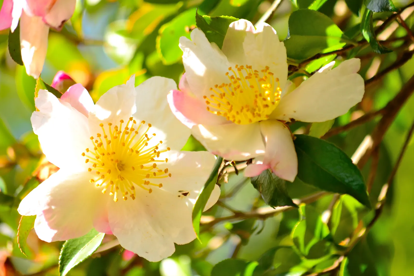 Sasanqua Camellia (Camellia Sasanqua) — and year-round interest with its evergreen demeanor and seasonal floral charm; with colors ranging from, image 99