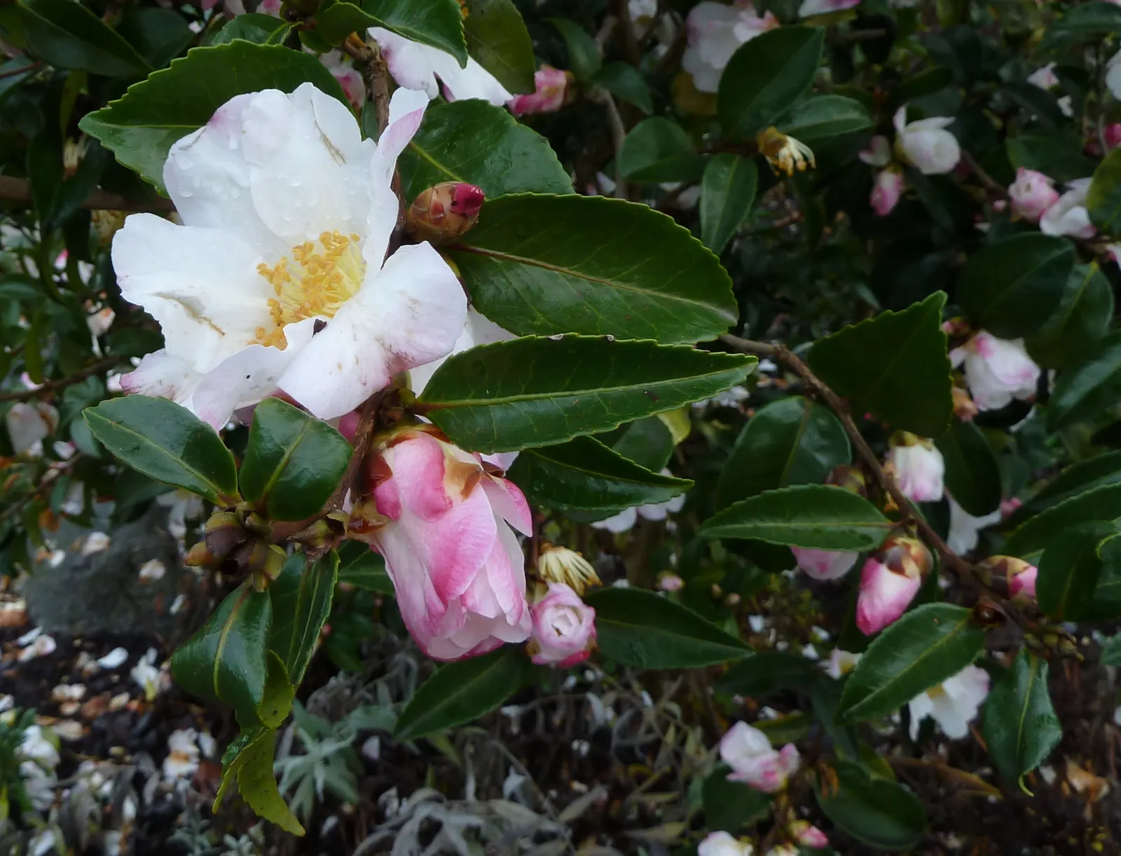 Sasanqua Camellia (Camellia Sasanqua) — it holds great importance for its exquisite blooms and glossy foliage