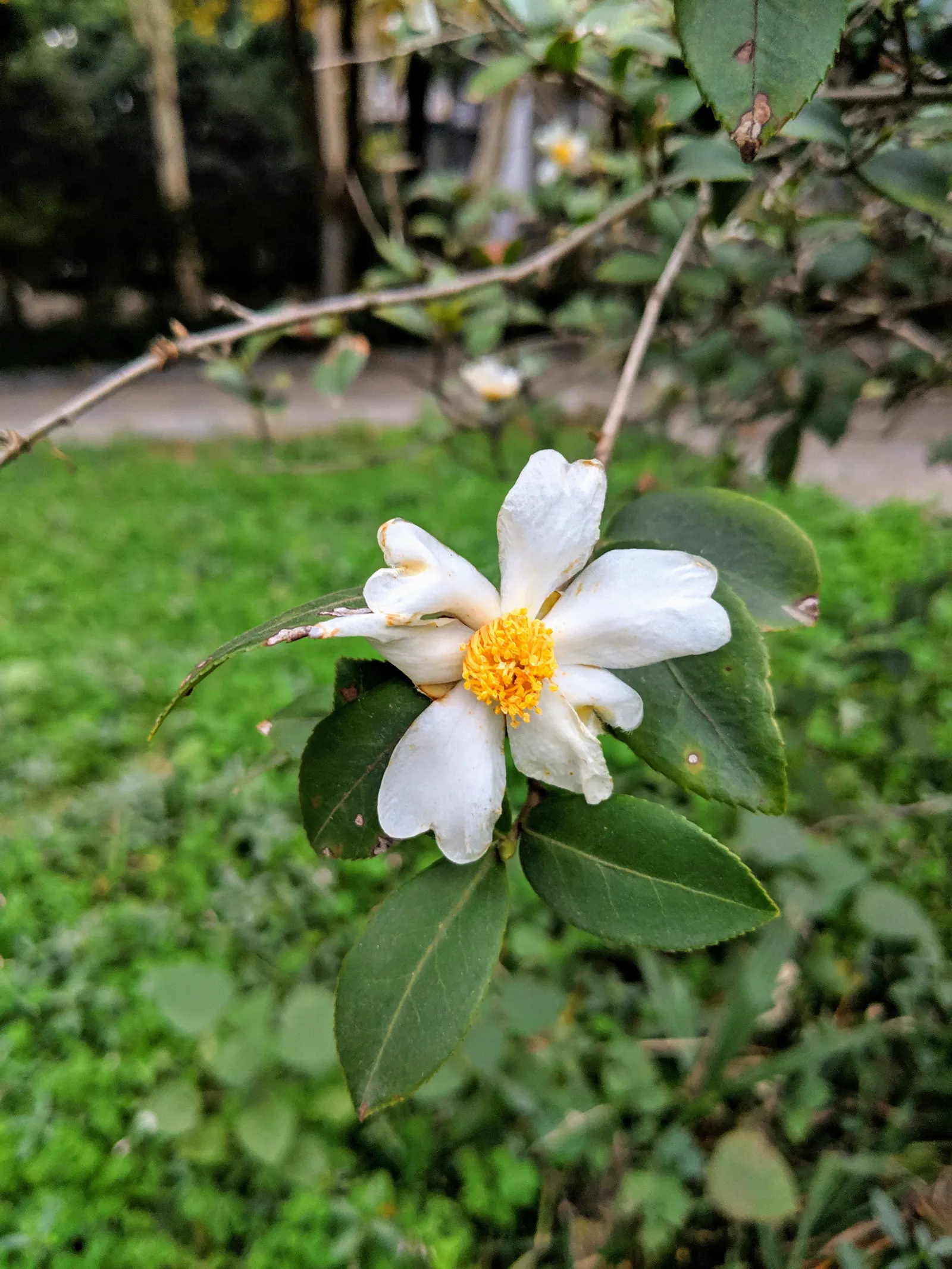 Sasanqua Camellia (Camellia Sasanqua) — preferring well-draining acidic soil with partial shade to full sun exposure; you invite a blend of classic, image 93