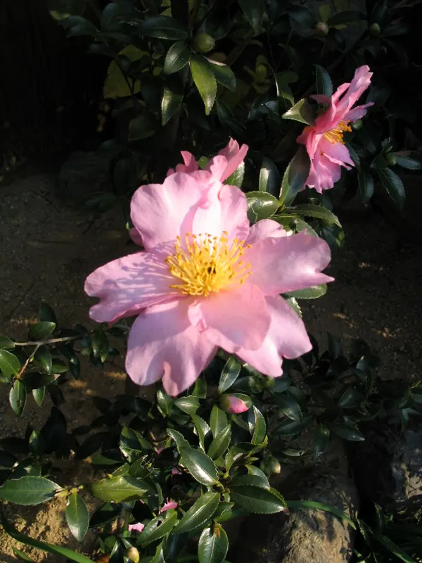Sasanqua Camellia (Camellia Sasanqua) — naturally rounded shape with time.<br><br>Blooming from fall into the winter