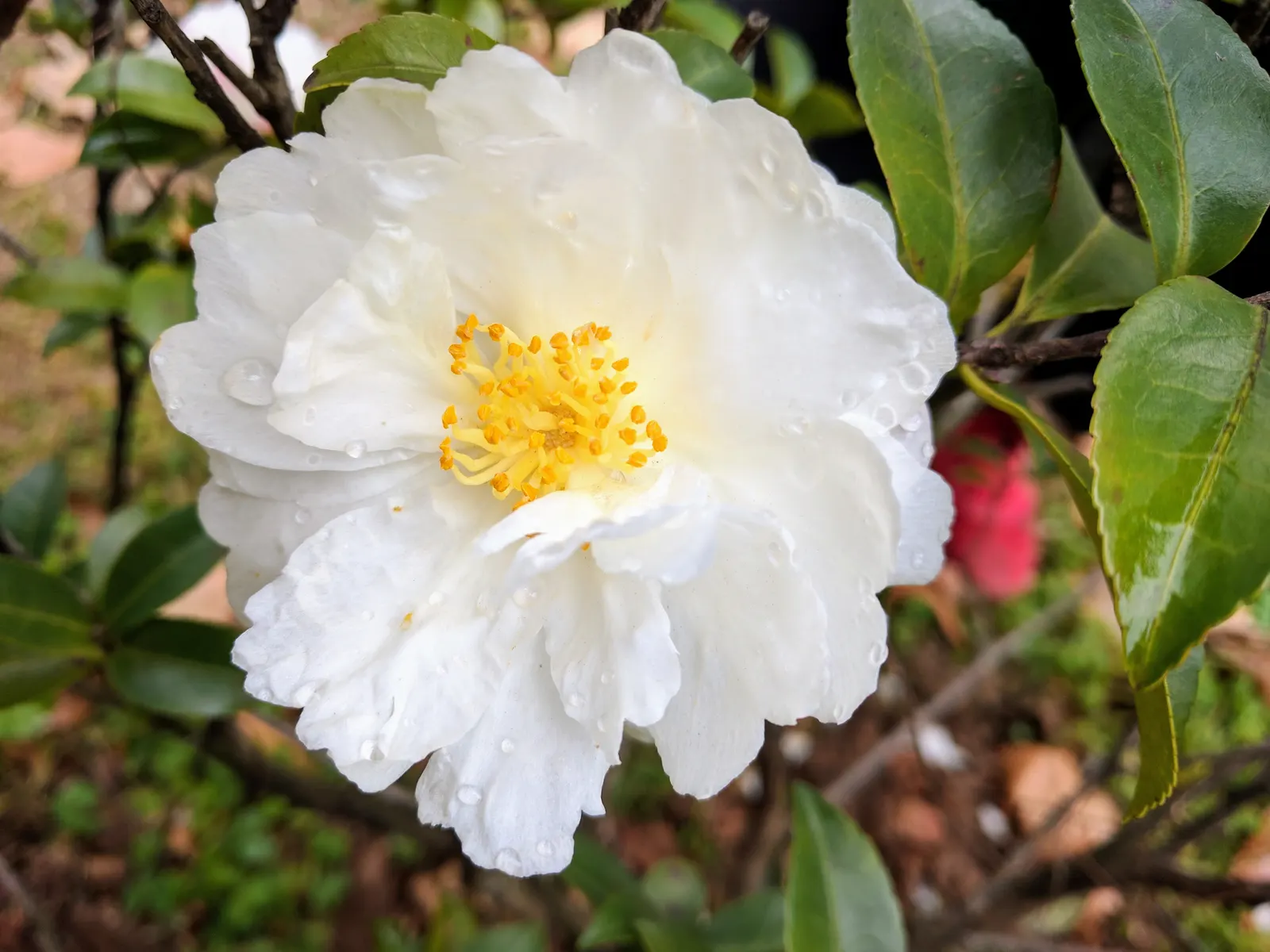 Sasanqua Camellia (Camellia Sasanqua) — Typically reaching 4-12 feet in height and 5-10 feet in width; its growth habit is upright and pyramidal, image 52