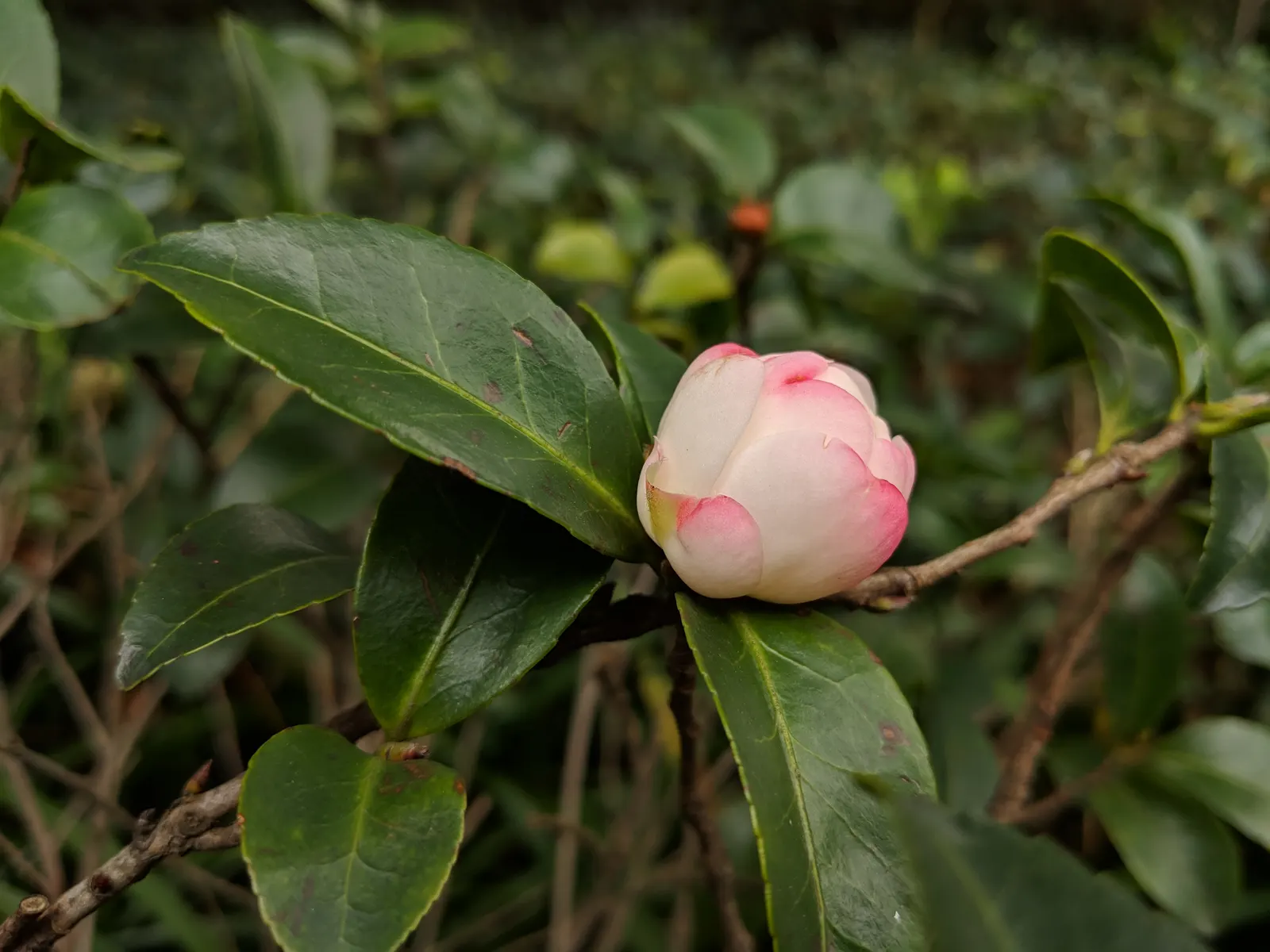 Sasanqua Camellia (Camellia Sasanqua) — commonly referred to as Sasanqua Camellia; or even container gardening