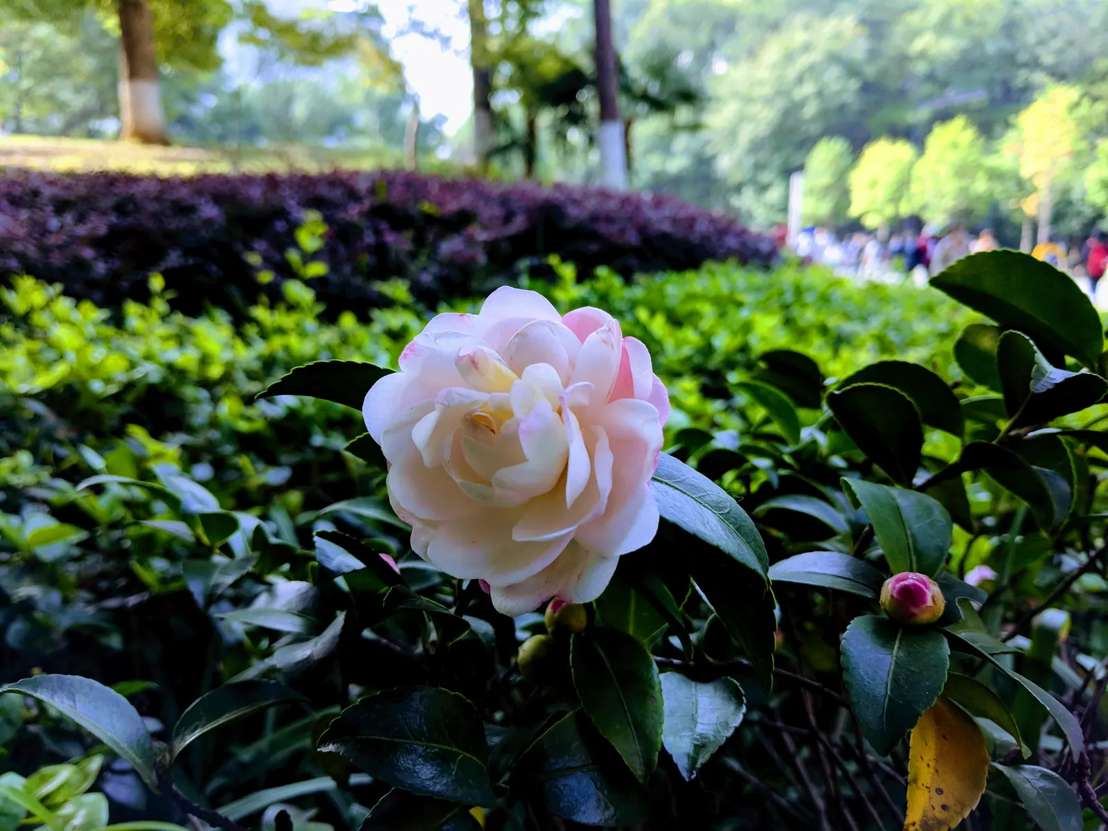 Sasanqua Camellia (Camellia Sasanqua) — <br><br>This species thrives in USDA Hardiness Zones 7 through 9; the bloom size varies from about 1.5 to 3, image 67