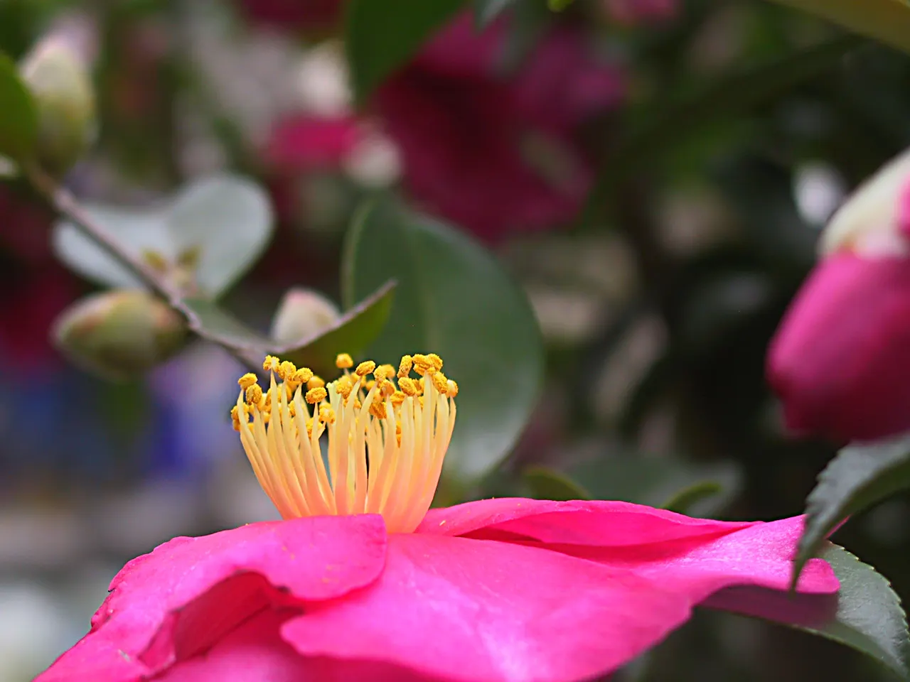 Sasanqua Camellia (Camellia Sasanqua) — Typically reaching 4-12 feet in height and 5-10 feet in width; its growth habit is upright and pyramidal