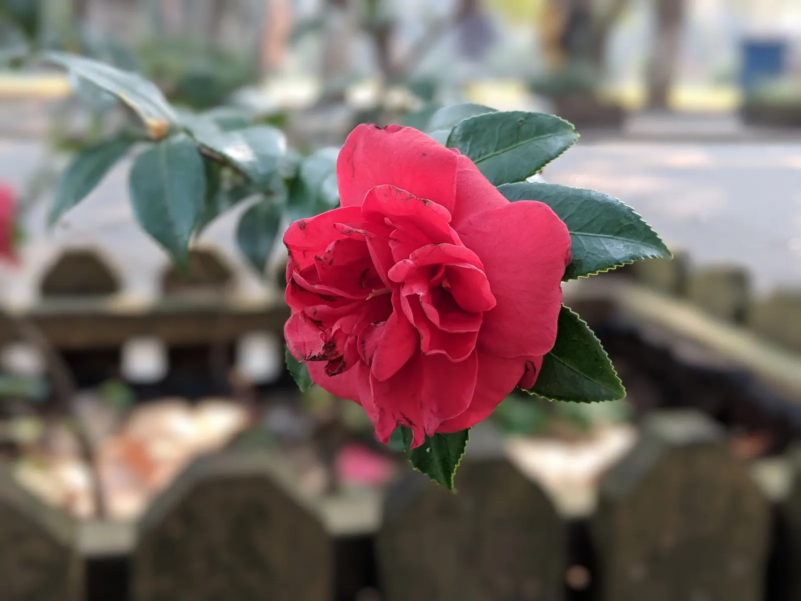 Sasanqua Camellia (Camellia Sasanqua) — it holds great importance for its exquisite blooms and glossy foliage; allowing it to be incorporated, image 59