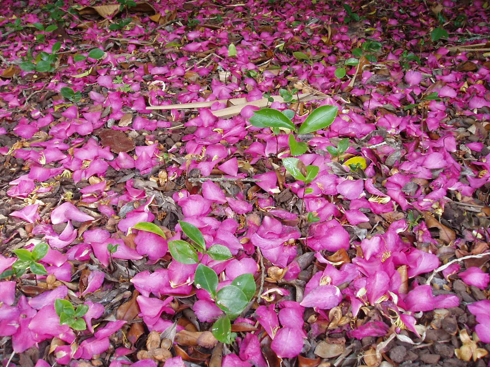 Sasanqua Camellia (Camellia Sasanqua) — and can be shaped into hedges or espaliered for decorative appeal; it boasts an array of flower forms from, image 81