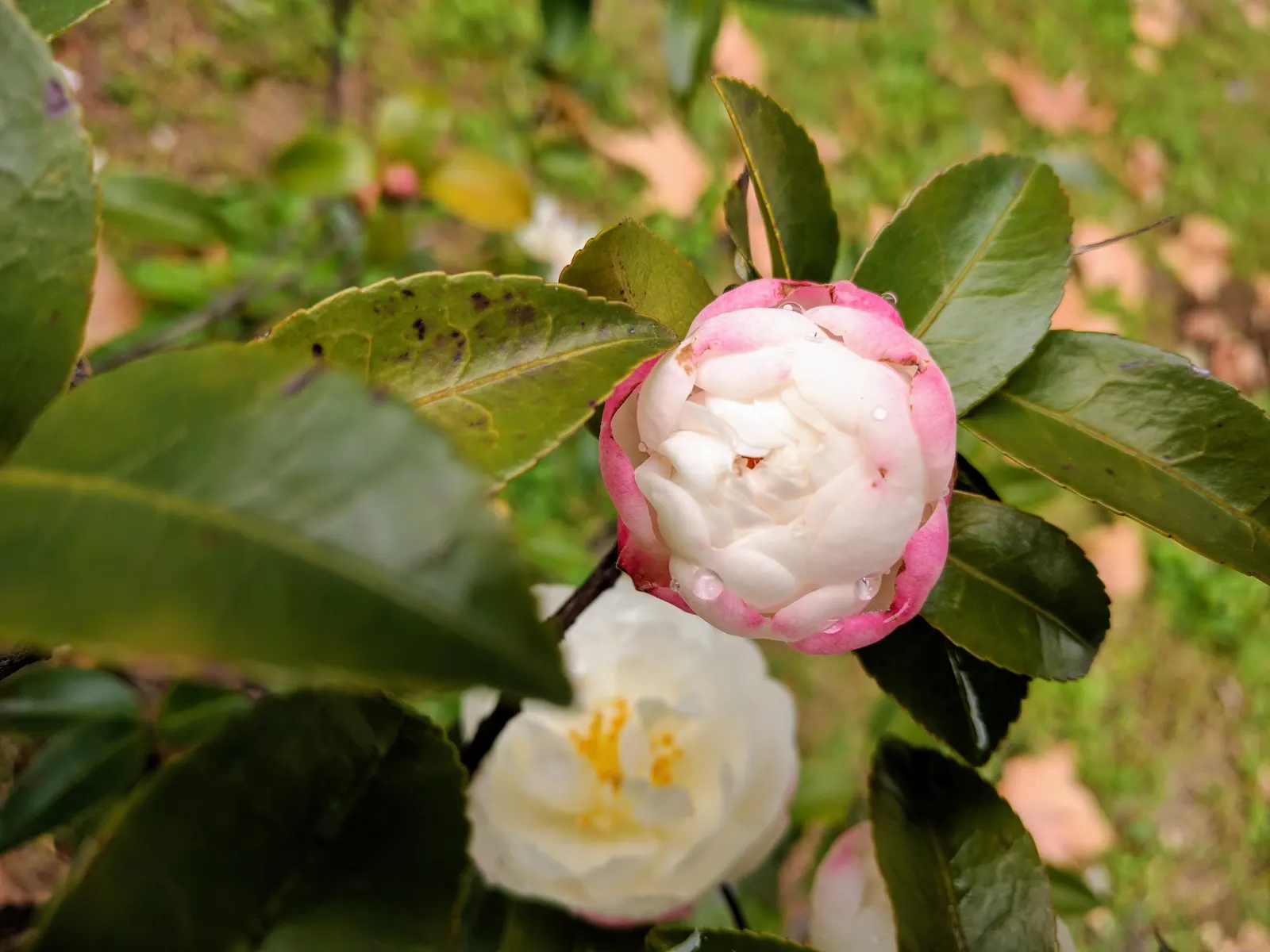 Sasanqua Camellia (Camellia Sasanqua) — Its growth habit is upright and pyramidal; and year-round interest with its evergreen demeanor and seasonal floral charm