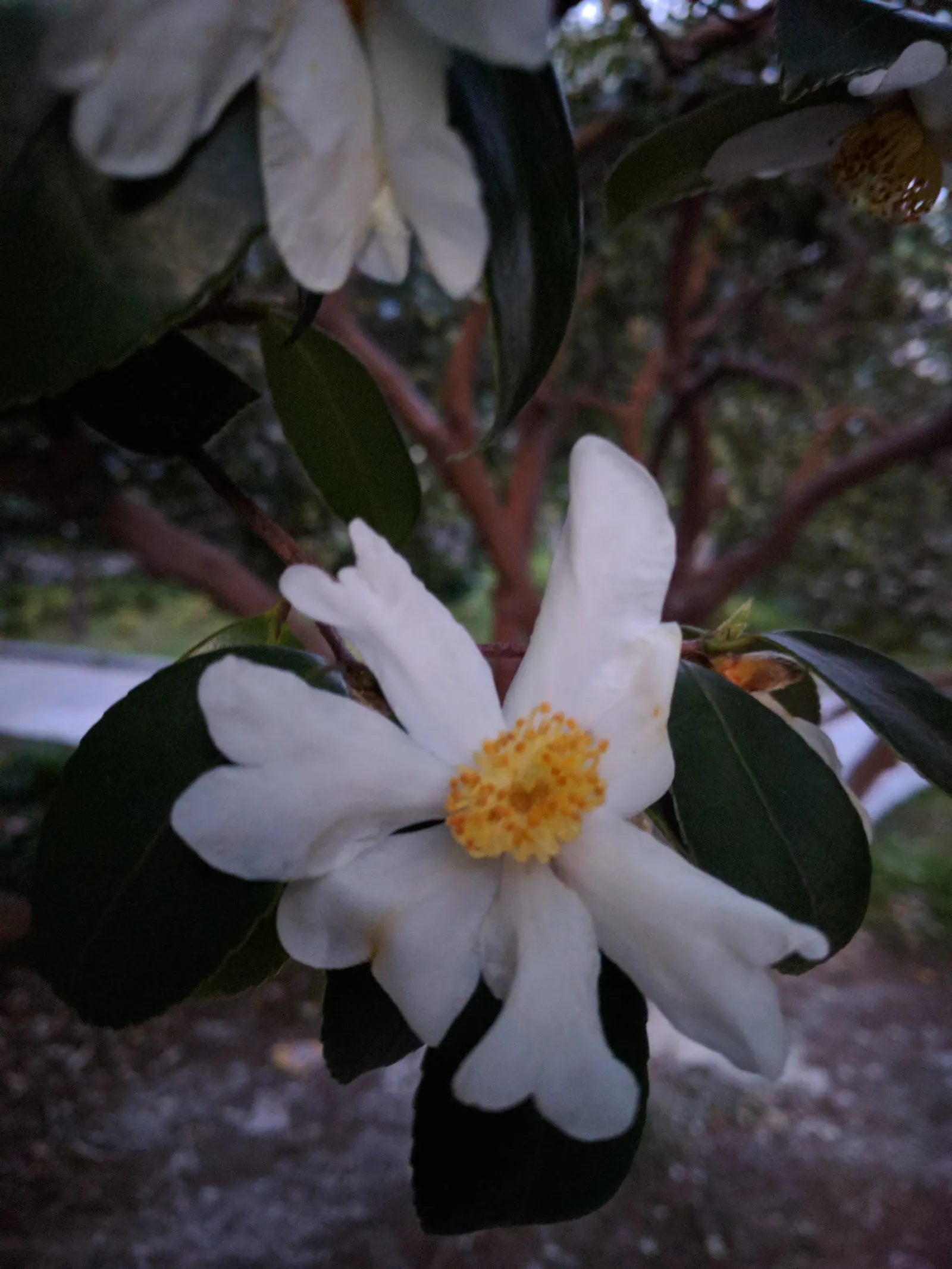 Sasanqua Camellia (Camellia Sasanqua) — it boasts an array of flower forms from simple single petals to more intricate semi-double or double blossoms