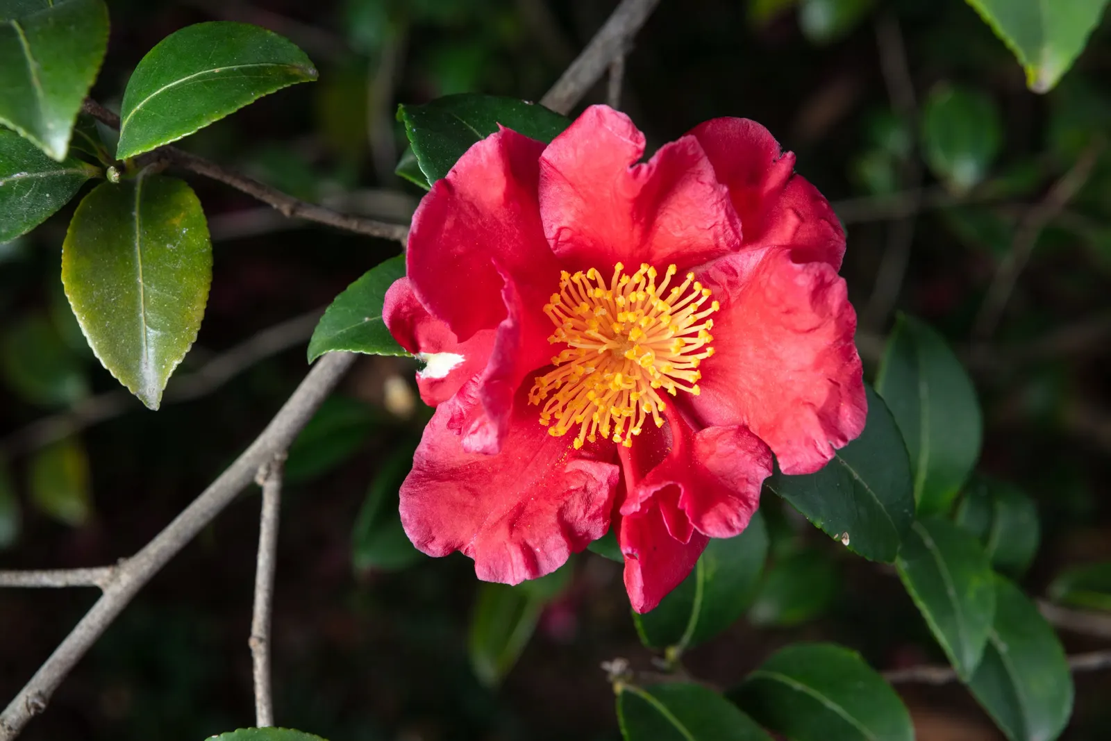 Sasanqua Camellia (Camellia Sasanqua) — multi-colored and pink flowers in the garden