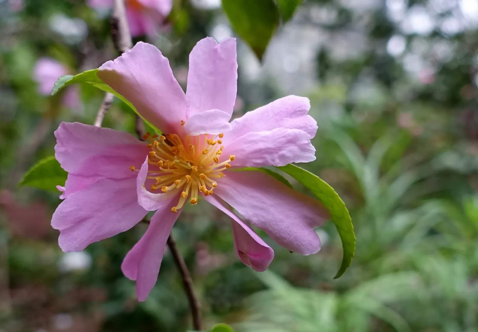 Sasanqua Camellia (Camellia Sasanqua) — it thrives in partial shade with well-drained; preferring well-draining acidic soil with partial shade to, image 78