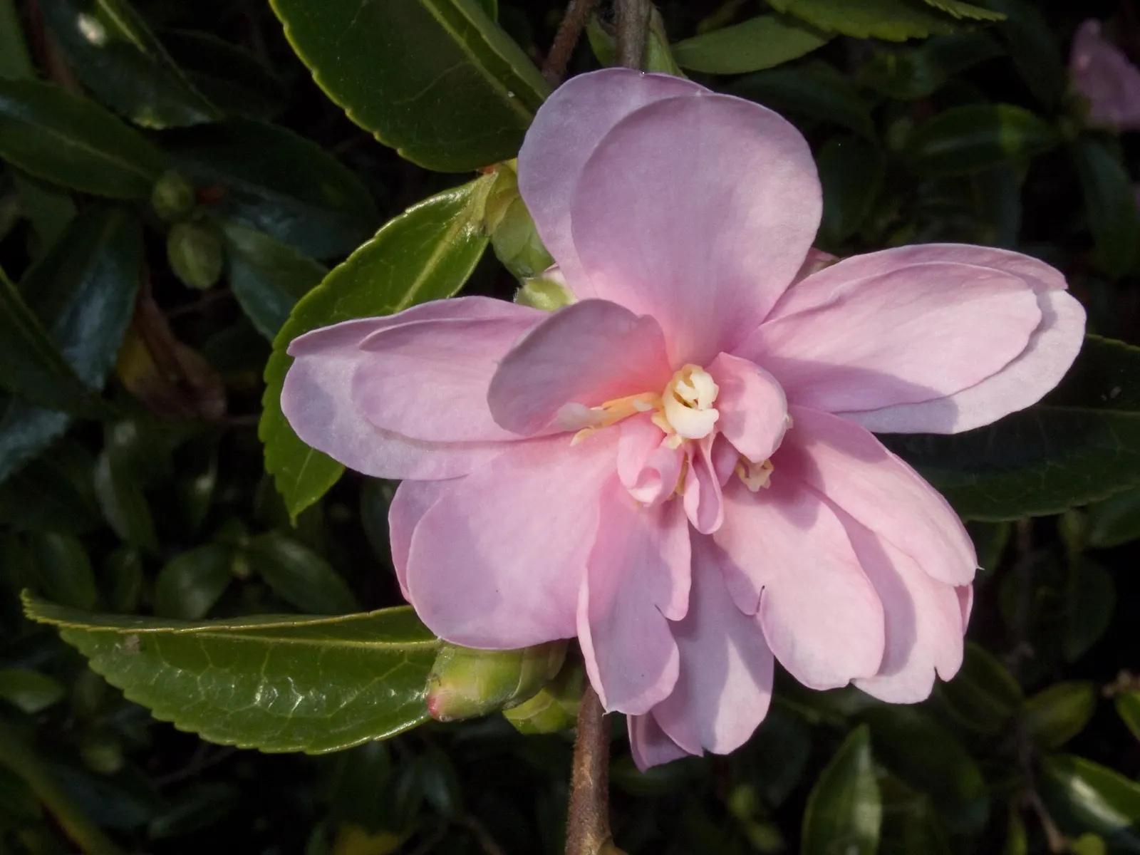 Sasanqua Camellia (Camellia Sasanqua) — with colors ranging from pure white to deep pink shades; typically reaching 4-12 feet in height and 5-10, image 65