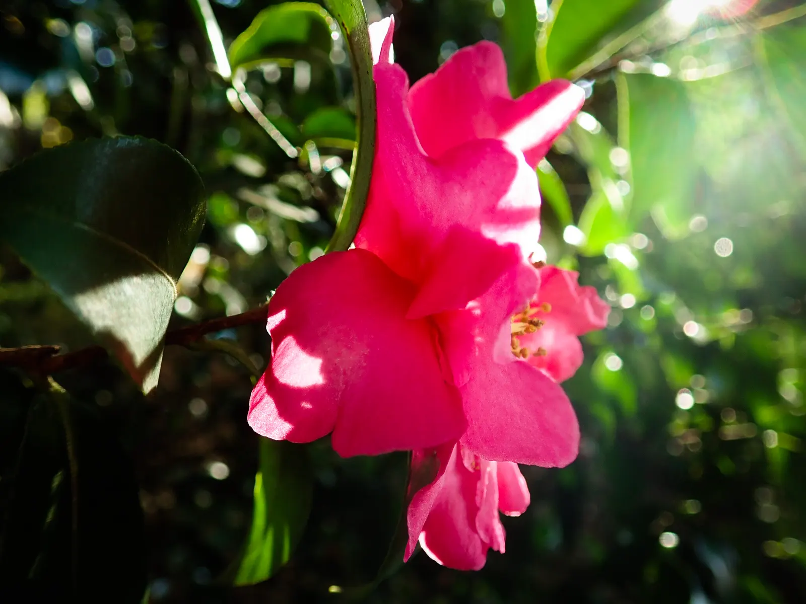 Sasanqua Camellia (Camellia Sasanqua) — preferring well-draining acidic soil with partial shade to full sun exposure; you invite a blend of classic style