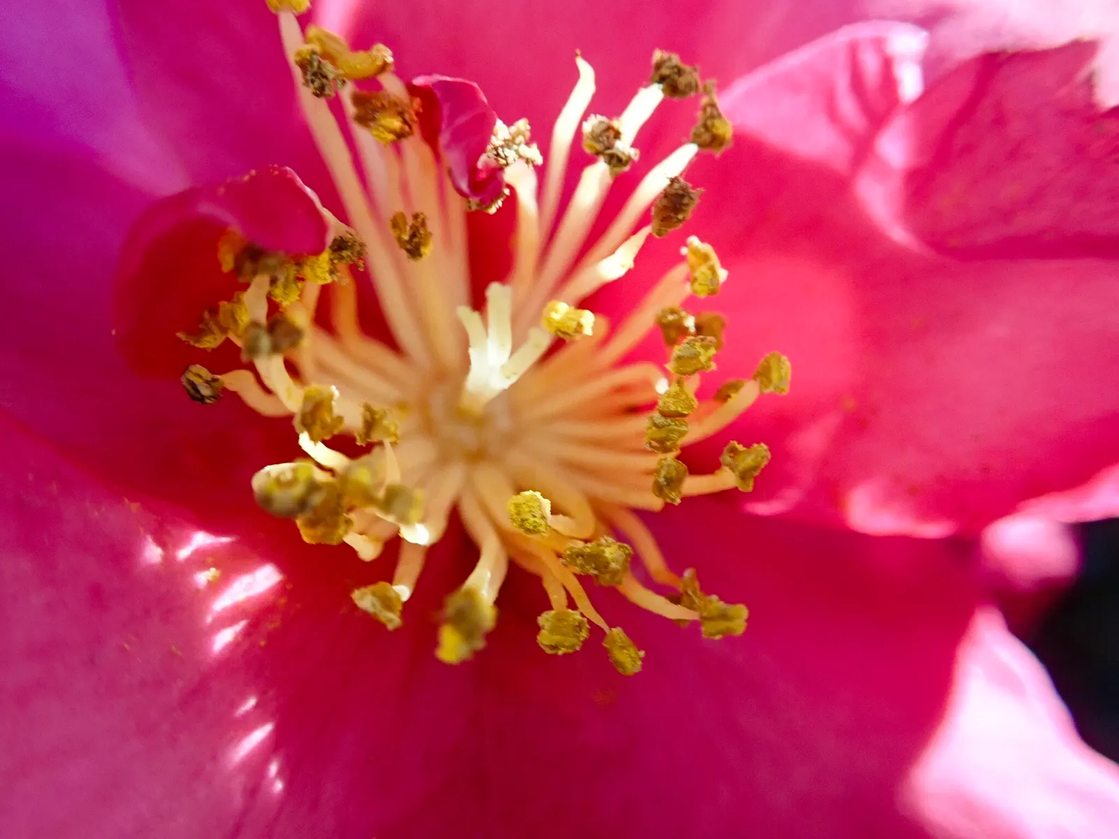 Sasanqua Camellia (Camellia Sasanqua) — it thrives in partial shade with well-drained; preferring well-draining acidic soil with partial shade to, image 53