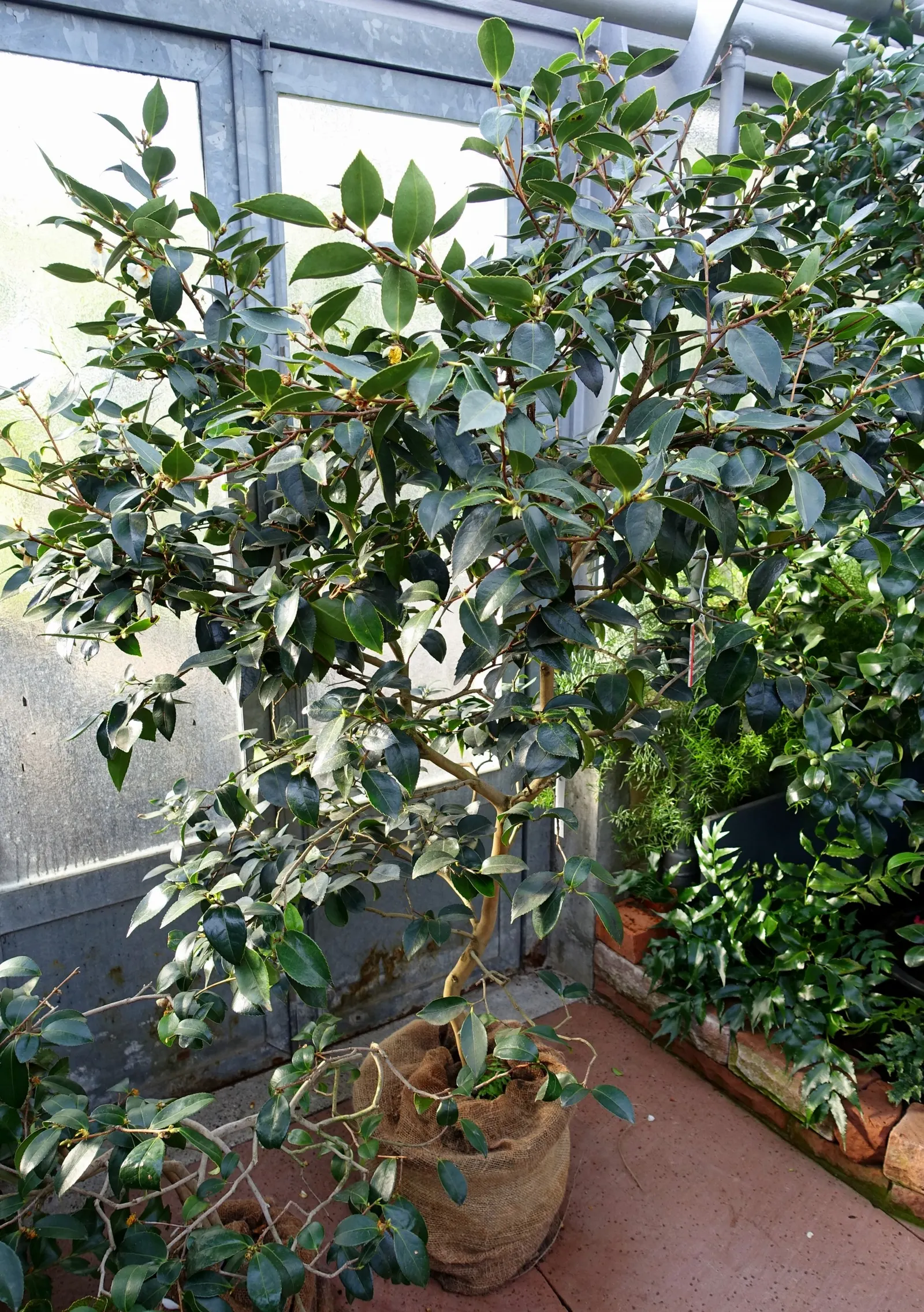 Sasanqua Camellia (Camellia Sasanqua) — and can be shaped into hedges or espaliered for decorative appeal; it boasts an array of flower forms from simple