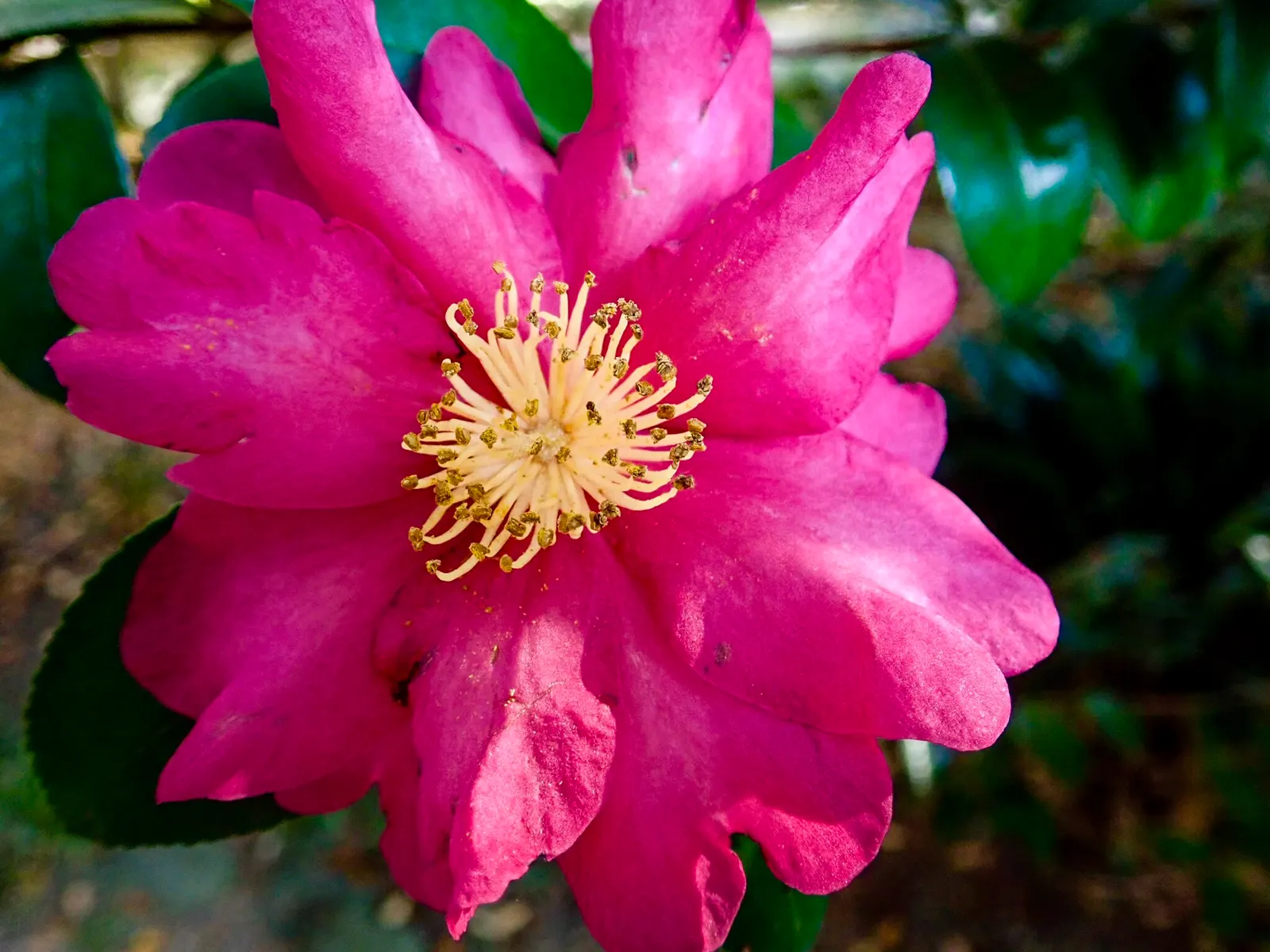 Sasanqua Camellia (Camellia Sasanqua) — and can be shaped into hedges or espaliered for decorative appeal