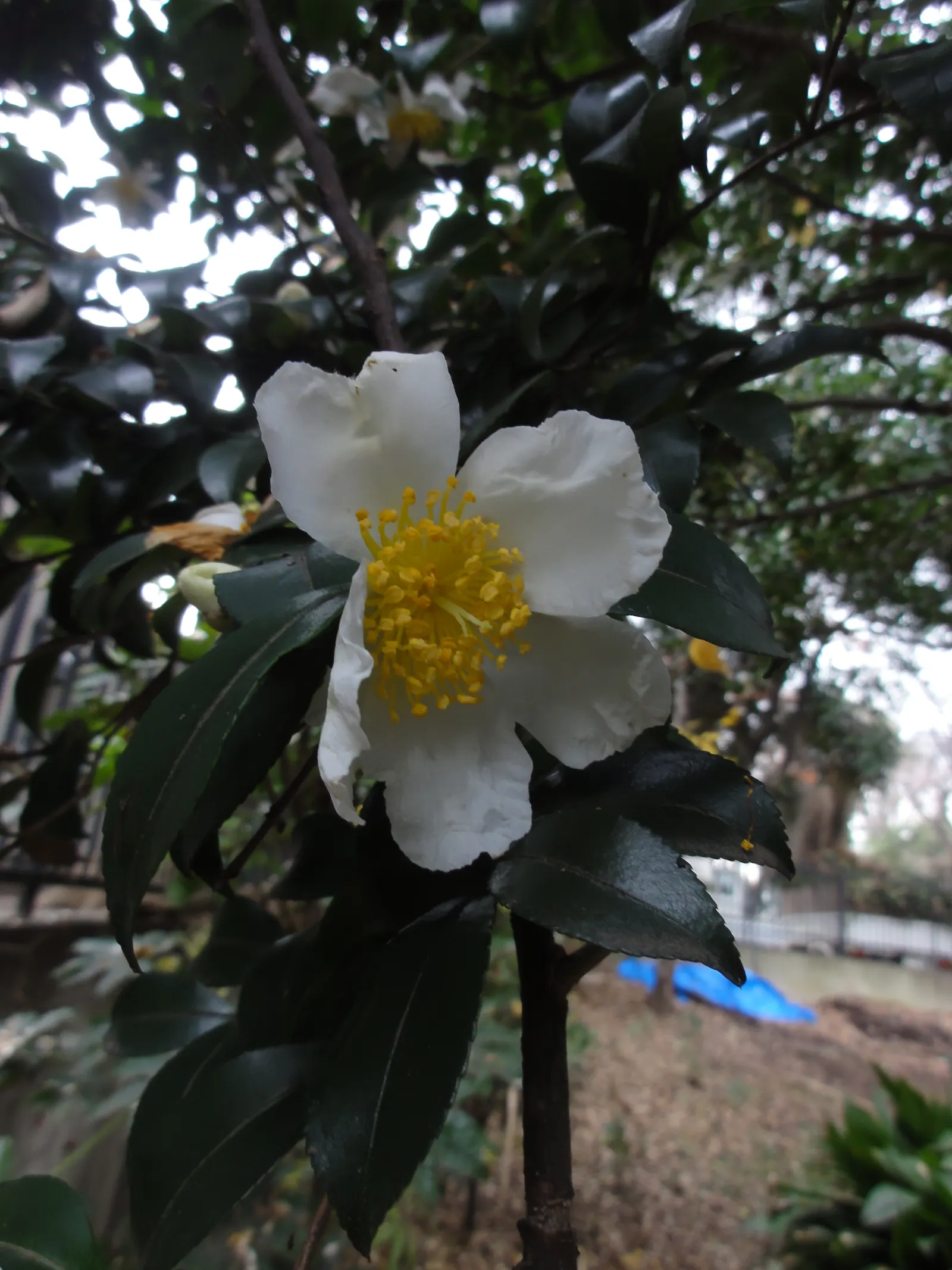 Sasanqua Camellia (Camellia Sasanqua) — you invite a blend of classic style; is an evergreen shrub renowned for its elegant beauty and versatility in landscape