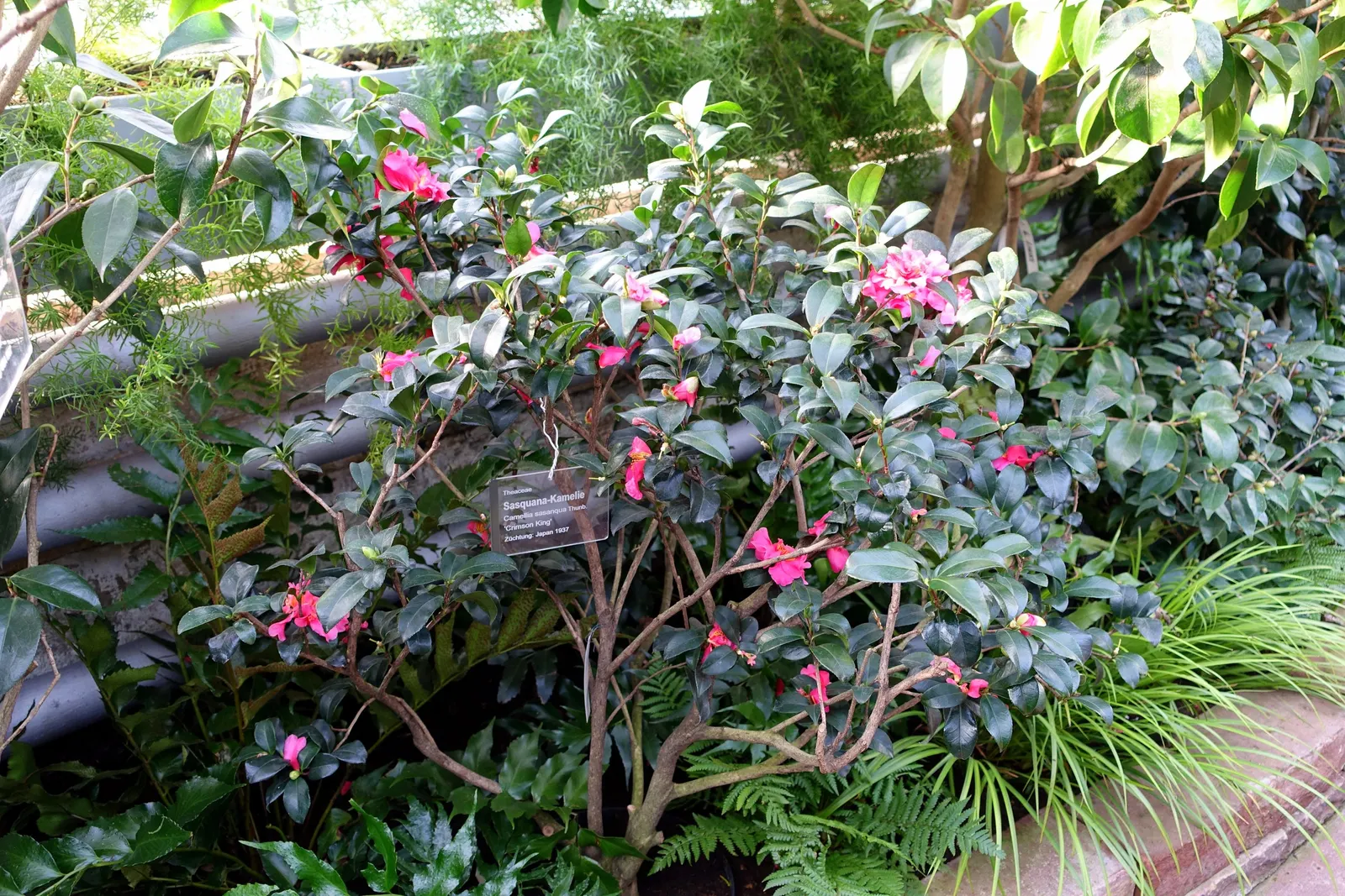 Sasanqua Camellia (Camellia Sasanqua) — with colors ranging from pure white to deep pink shades; typically reaching 4-12 feet in height and 5-10, image 90