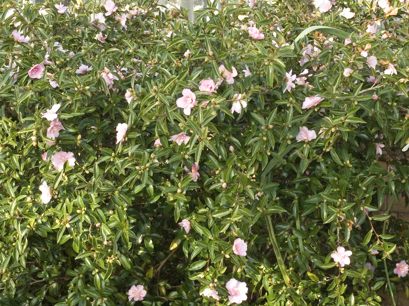 Sasanqua Camellia (Camellia Sasanqua) — Its growth habit is upright and pyramidal; and year-round interest with its evergreen demeanor and seasonal, image 61