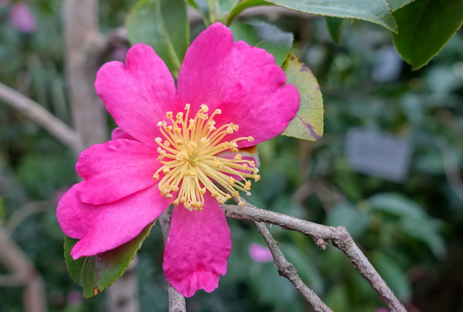 Sasanqua Camellia (Camellia Sasanqua) — allowing it to be incorporated seamlessly as both a foundation planting or an ornamental accent