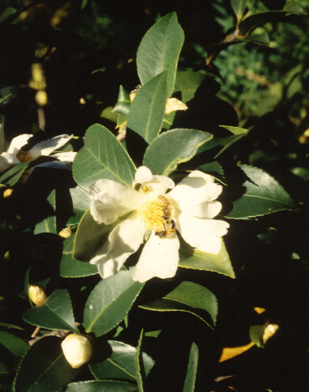 Sasanqua Camellia (Camellia Sasanqua) — naturally rounded shape with time.<br><br>Blooming from fall into the winter, image 38