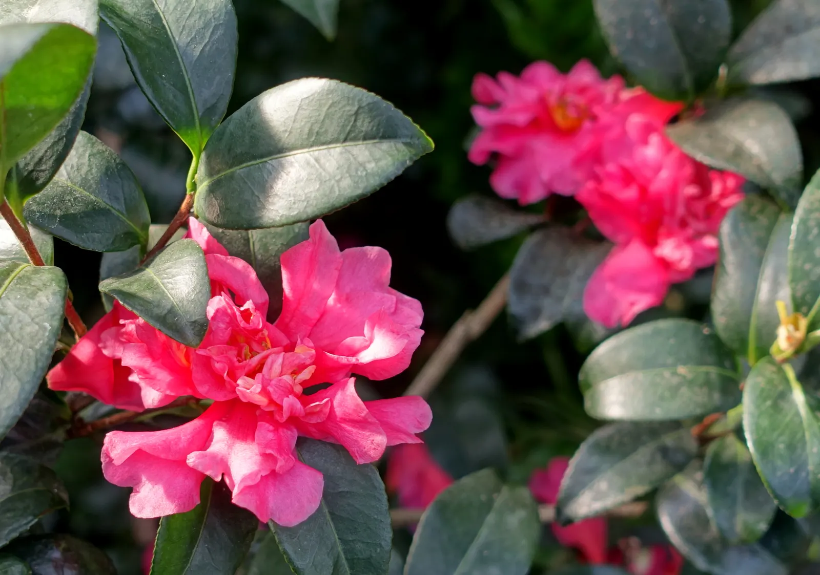 Sasanqua Camellia (Camellia Sasanqua) — However, it's imperative to shelter them from intense afternoon rays; or red petals offer a stunning, image 94