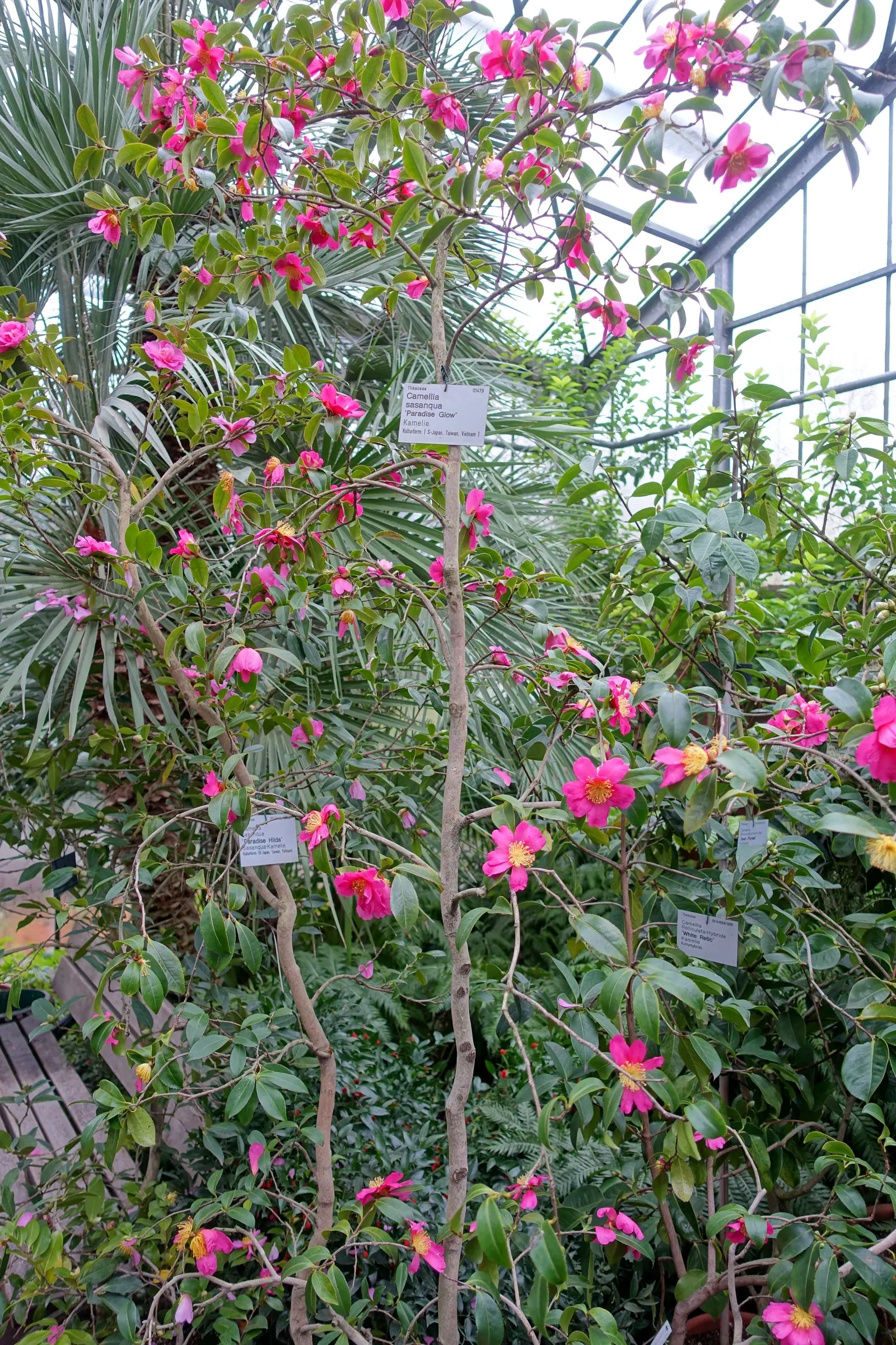 Sasanqua Camellia (Camellia Sasanqua) — multi-colored and pink flowers in the garden; to ensure robust growth and bountiful flowering, image 100
