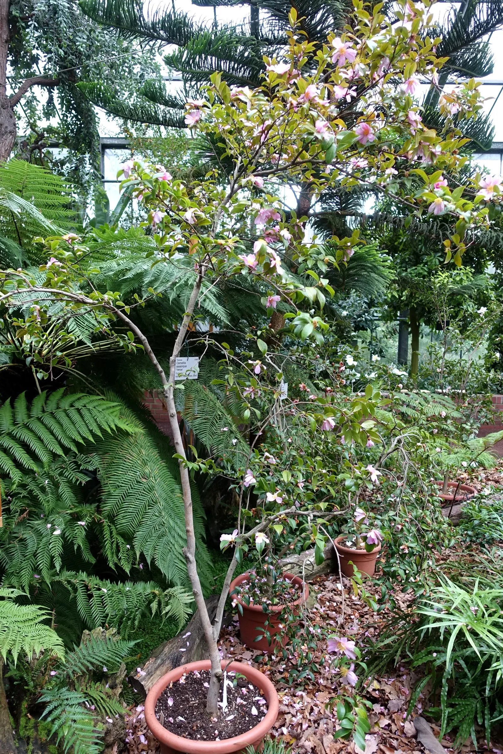Sasanqua Camellia (Camellia Sasanqua) — and year-round interest with its evergreen demeanor and seasonal floral charm; with colors ranging from, image 74