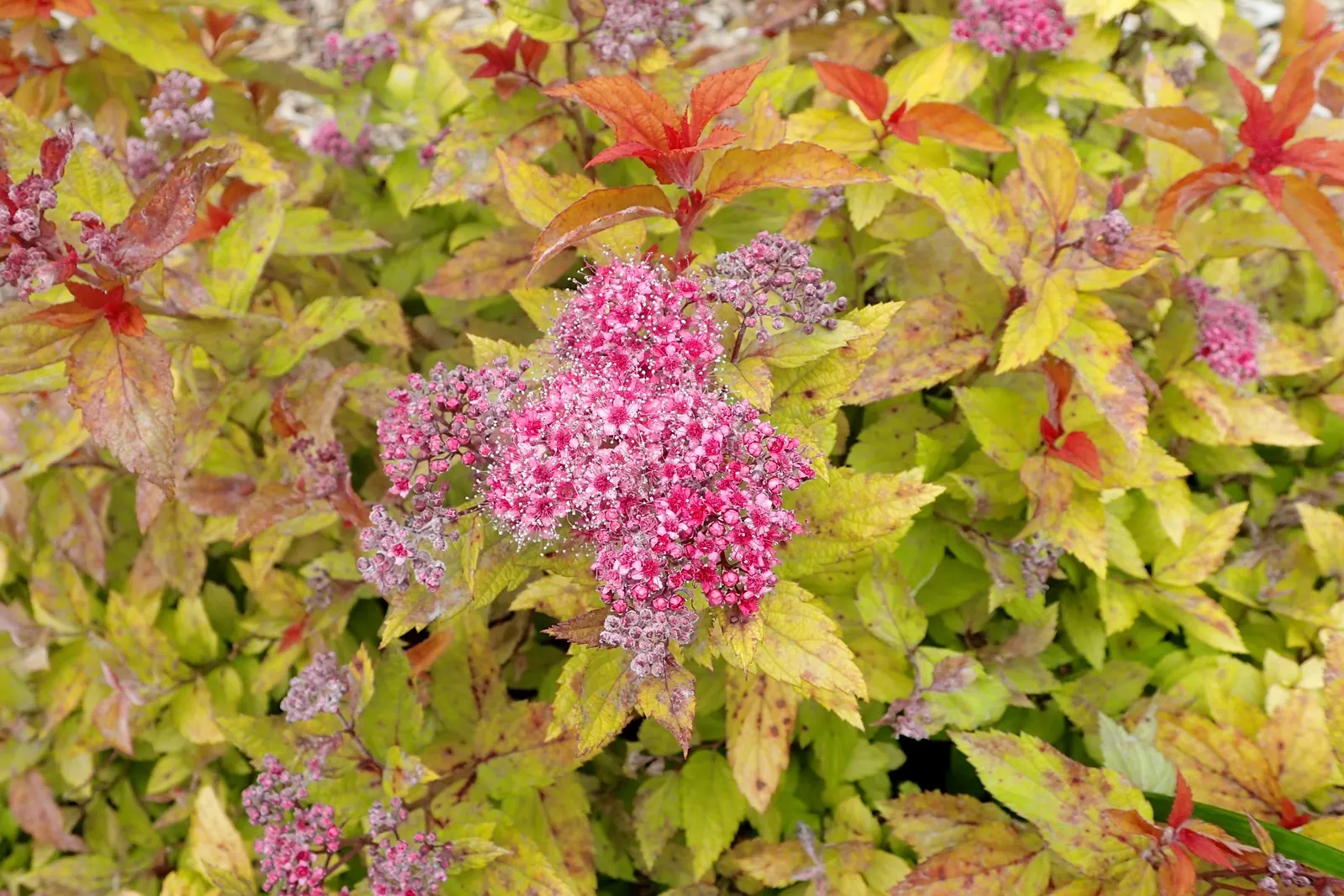 Magic Carpet Spirea (Spiraea Japonica 'Magic Carpet') — low-maintenance deciduous shrub boasting colorful foliage and bright pink flowers