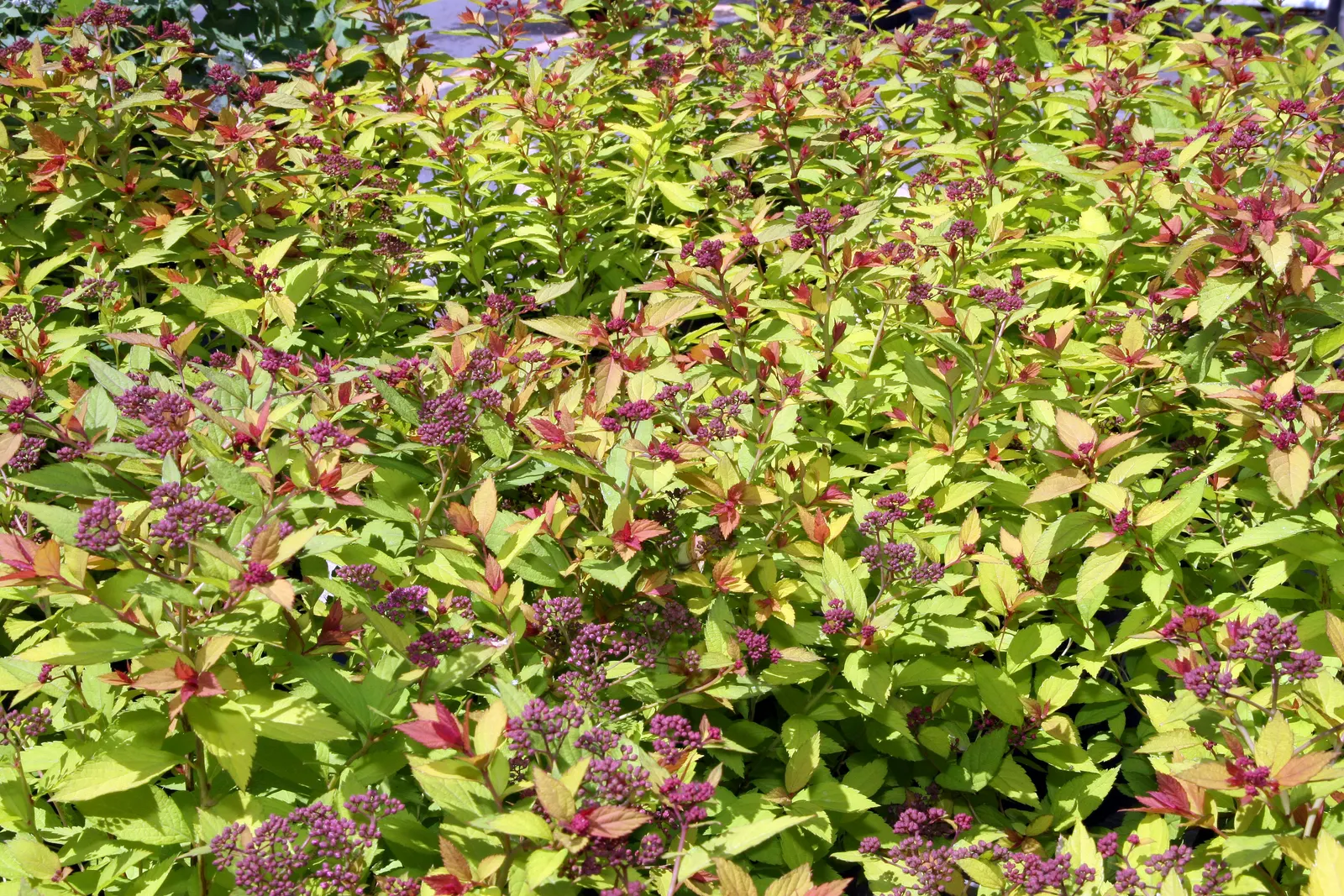 Magic Carpet Spirea (Spiraea Japonica 'Magic Carpet') — is a vibrant and versatile deciduous shrub well-suited for small garden spaces and accent plantings