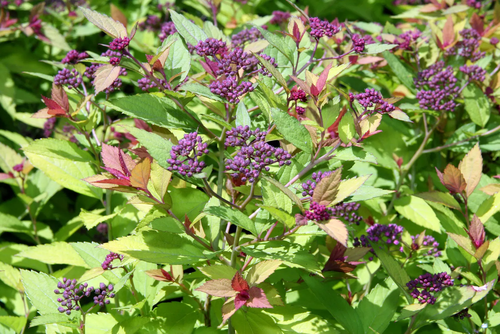 Magic Carpet Spirea (Spiraea Japonica 'Magic Carpet') — Ideal for borders, it provides continuous interest from spring to fall and attracts butterflies