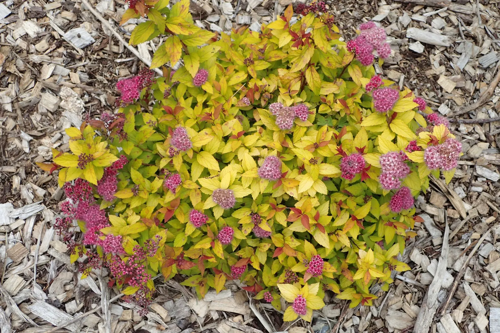 Magic Carpet Spirea (Spiraea Japonica 'Magic Carpet') — It matures at 2-3 feet high and wide, with leaves emerging red in spring, turning gold, and then russet
