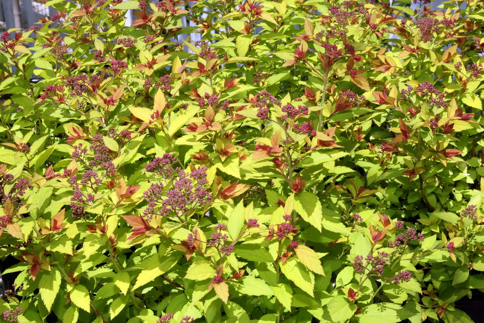 Magic Carpet Spirea (Spiraea Japonica 'Magic Carpet') — scientific name Spiraea japonica 'Magic Carpet'