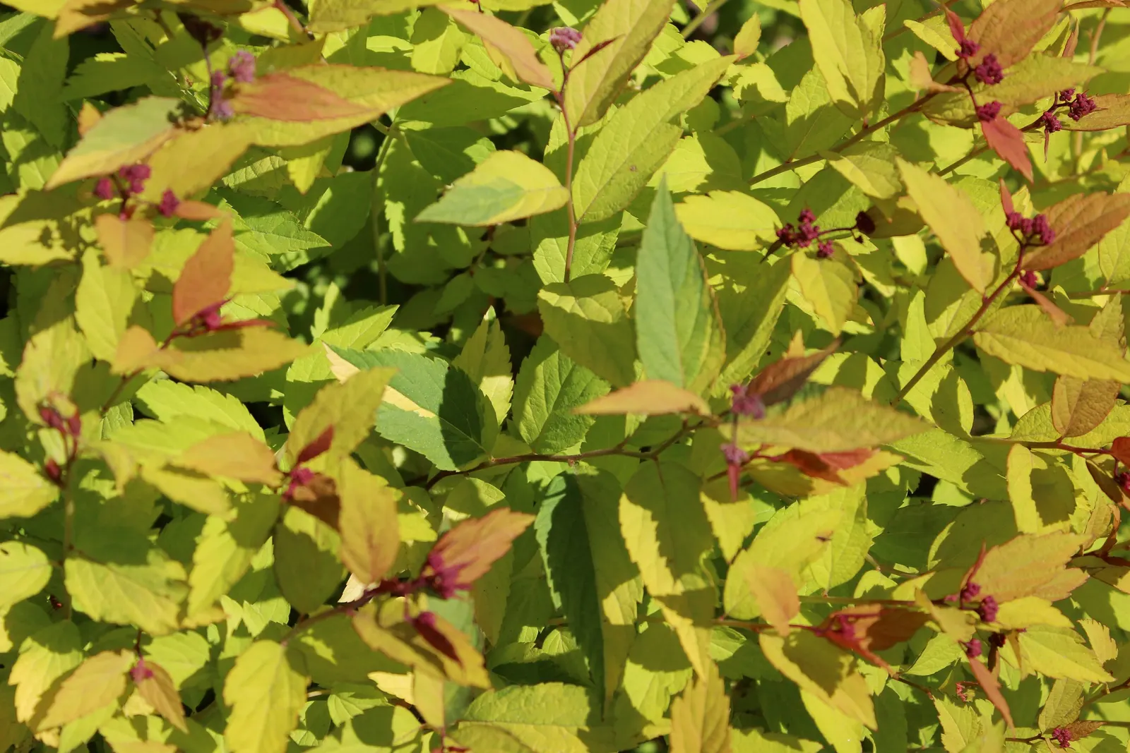 Magic Carpet Spirea (Spiraea Japonica 'Magic Carpet') — It thrives in zones 4-8 and prefers full sun to part shade