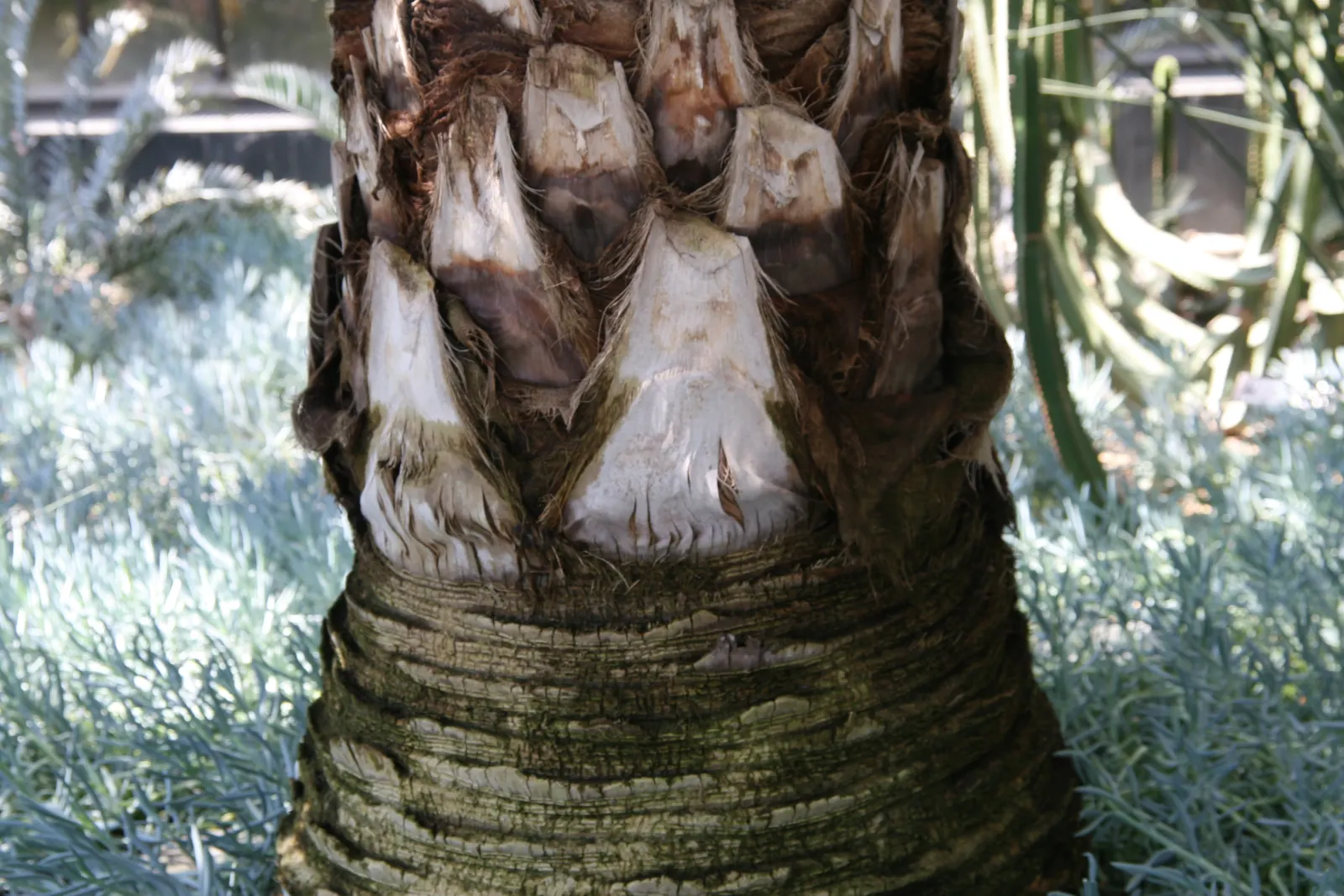 Mexican Blue Palm (Brahea Armata) — Minimal water needs make it an ideal choice for drought-tolerant gardens; thus reducing the resource input for
