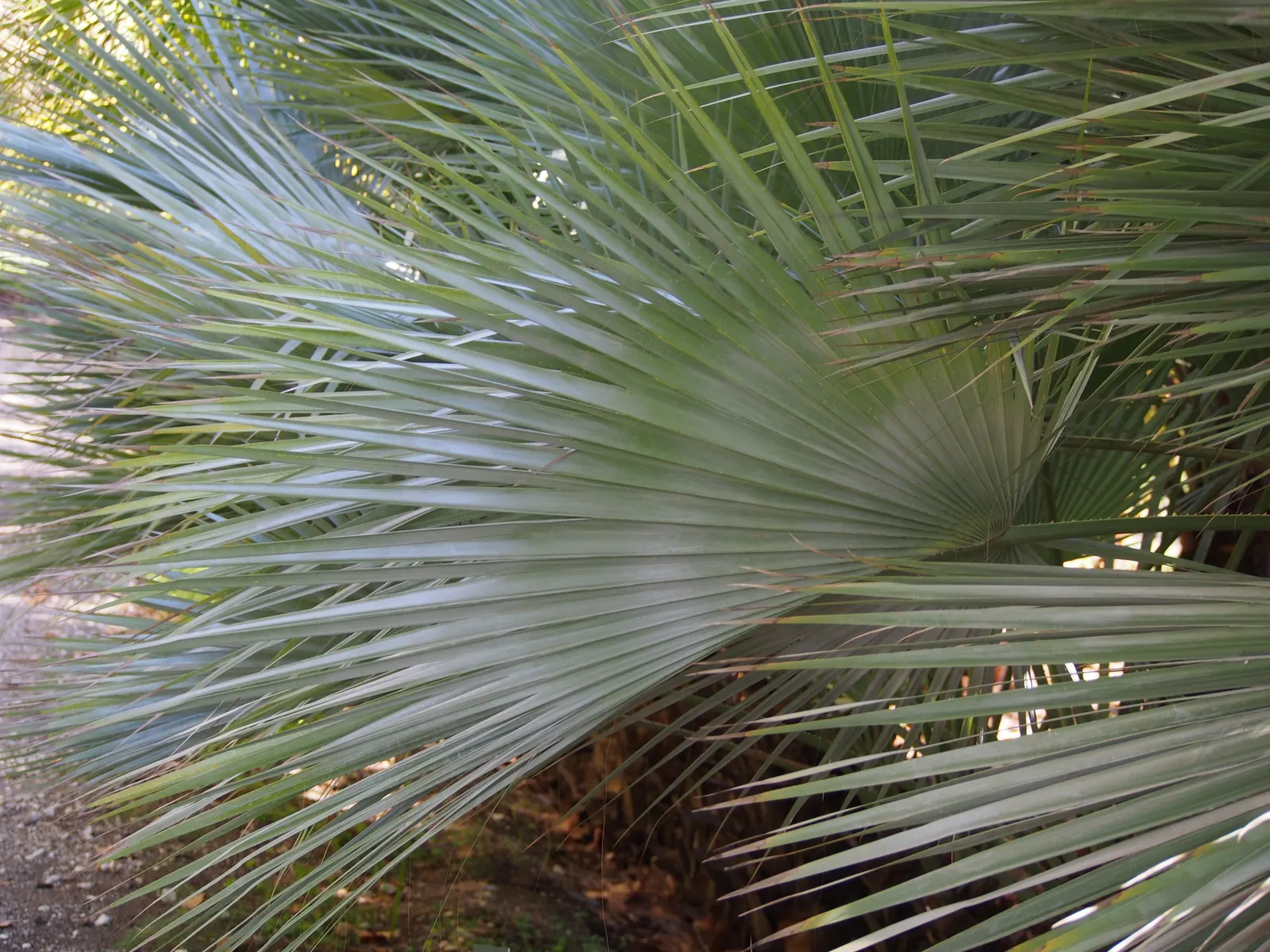 Mexican Blue Palm (Brahea Armata) — making it an excellent choice for water-wise gardens.<br><br>Growing at a moderate rate; this palm hails from the deserts