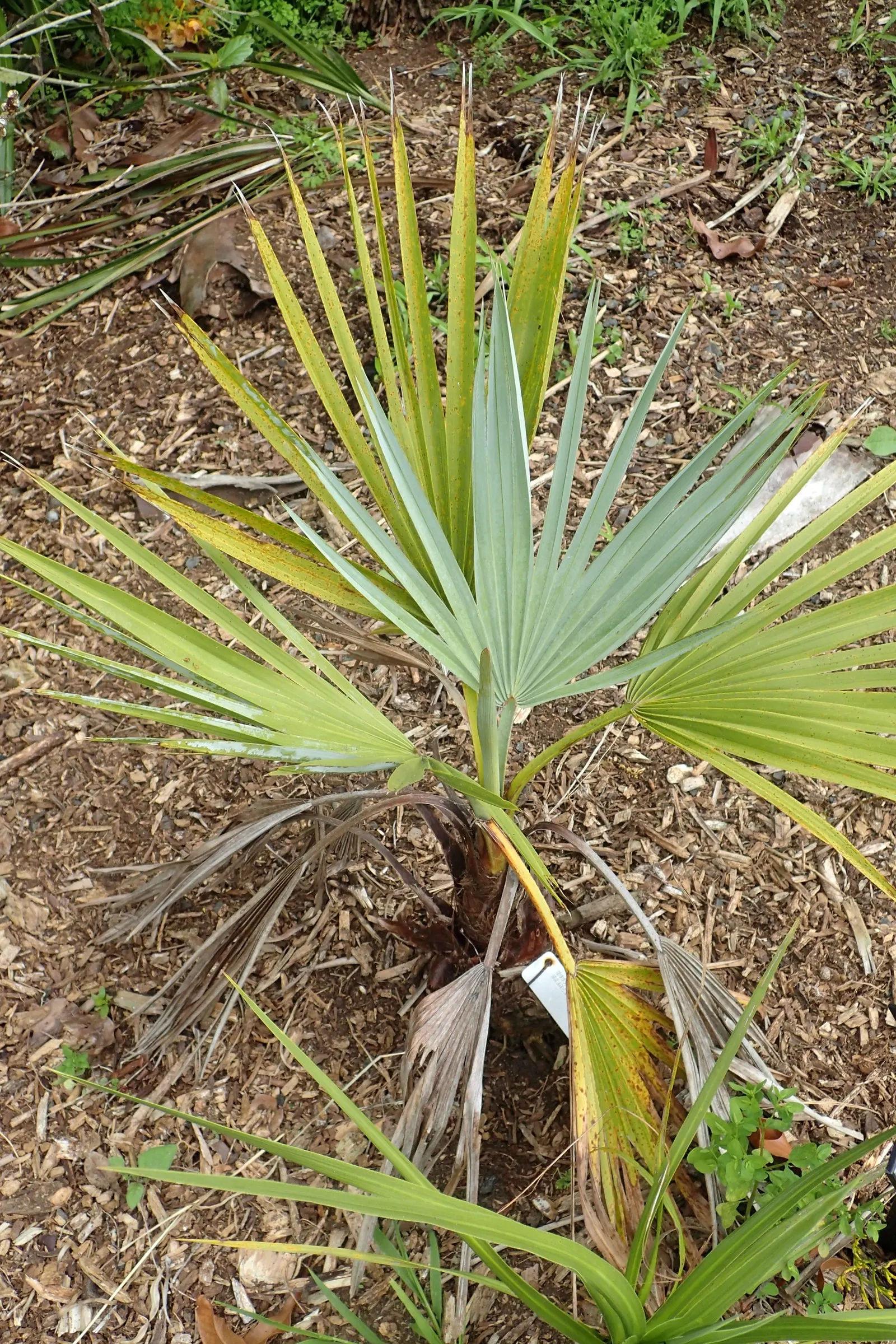 Mexican Blue Palm (Brahea Armata) — The fronds emanate from a stout