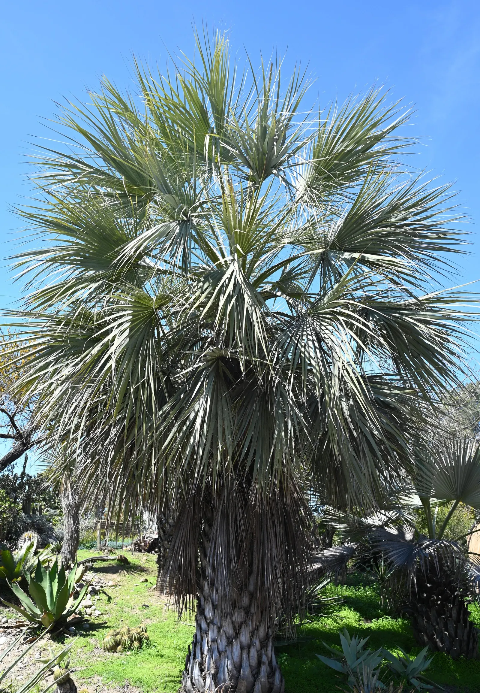 Mexican Blue Palm (Brahea Armata) — which can span up to 6 feet across and create a dramatic visual effect against the landscape