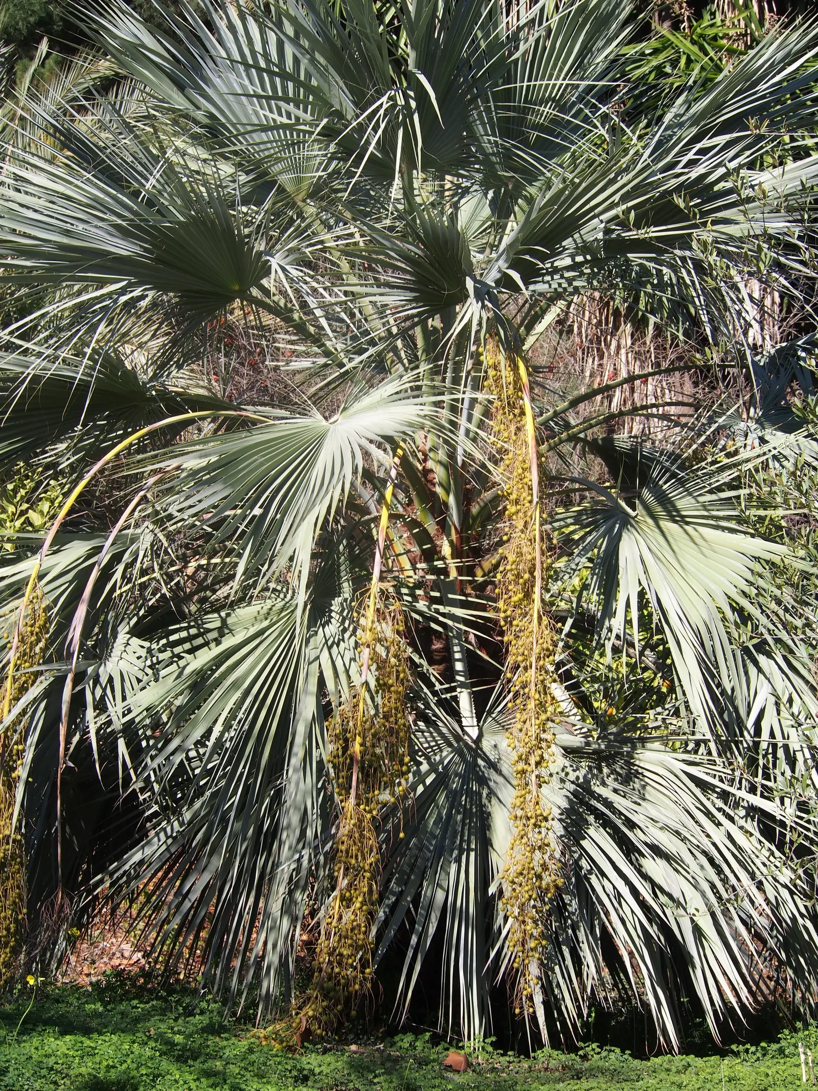 Mexican Blue Palm (Brahea Armata) — further adding to its allure; palm with white blooms
