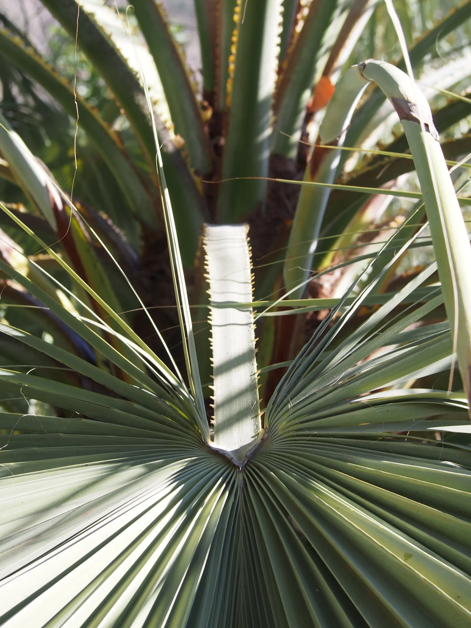 Mexican Blue Palm (Brahea Armata) — Hardy to 15&deg;F, it requires full sun and well-drained soil; the palm's most distinctive feature is its silvery-blue
