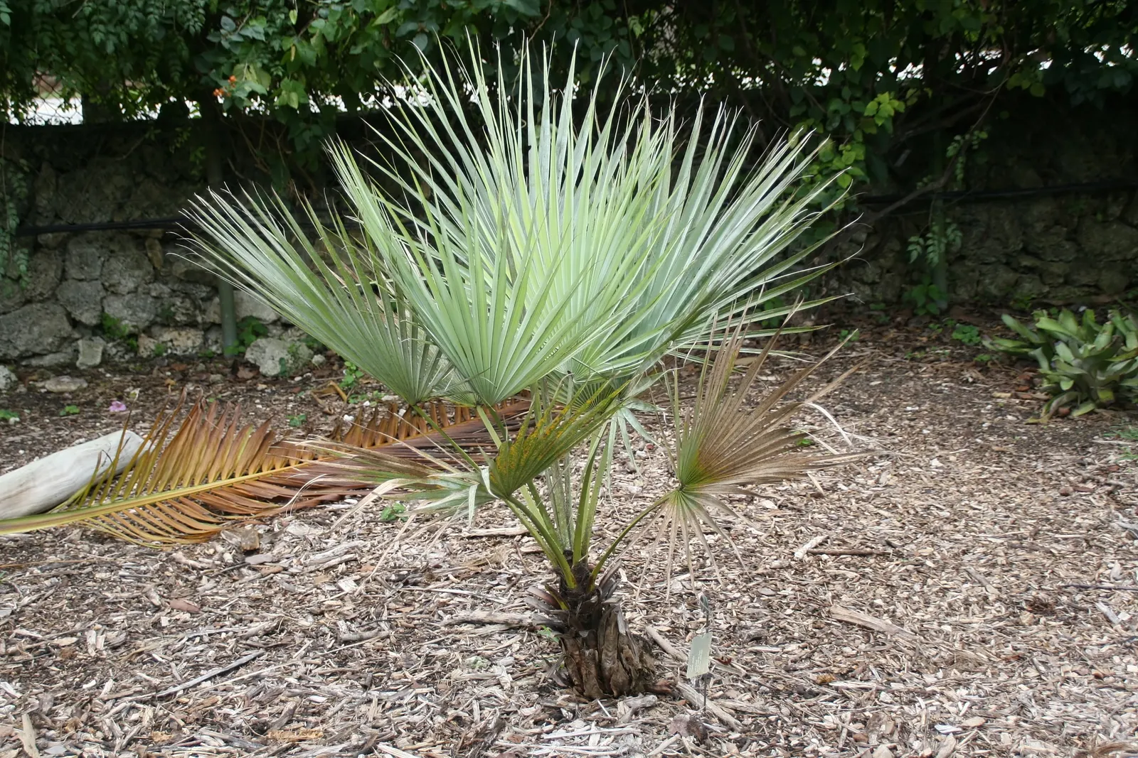 Mexican Blue Palm (Brahea Armata) — This palm hails from the deserts of Baja California and is well-suited to dry