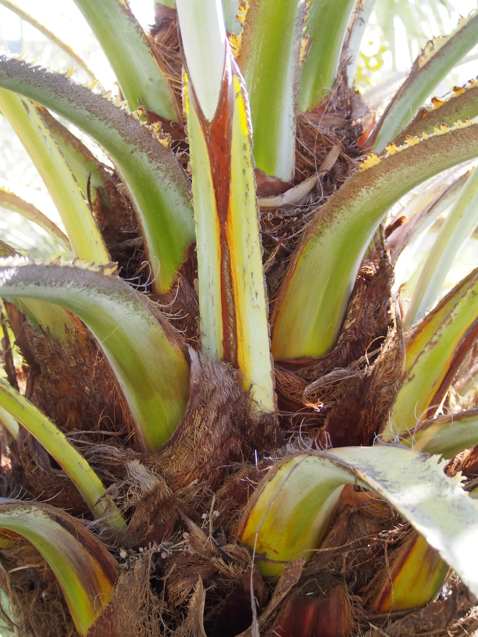 Mexican Blue Palm (Brahea Armata) — The palm's most distinctive feature is its silvery-blue; scientifically known as Brahea armata