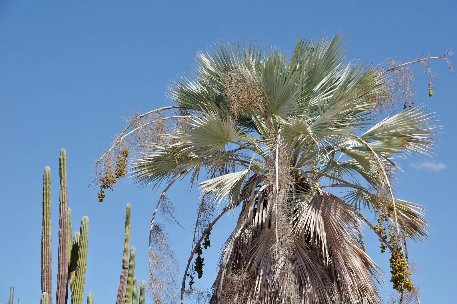 Mexican Blue Palm (Brahea Armata) — columnar trunk that can reach a diameter of 1.5 to 2 feet.<br><br>In addition to its visual appeal; minimal, image 60