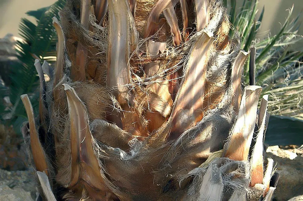 Mexican Blue Palm (Brahea Armata) — Brahea armata produces creamy-white flowers that extend above the foliage in dramatic clusters