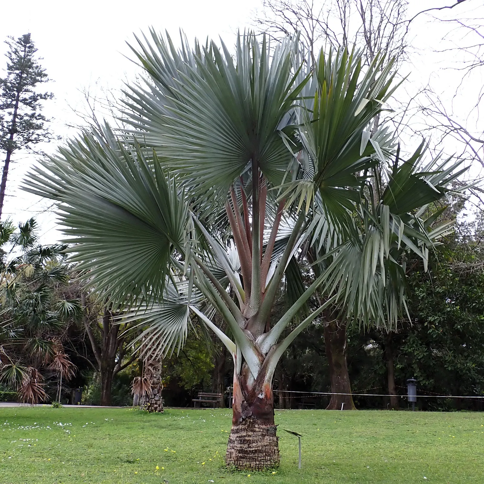 Mexican Blue Palm (Brahea Armata) — Minimal water needs make it an ideal choice for drought-tolerant gardens; thus reducing the resource input for, image 49