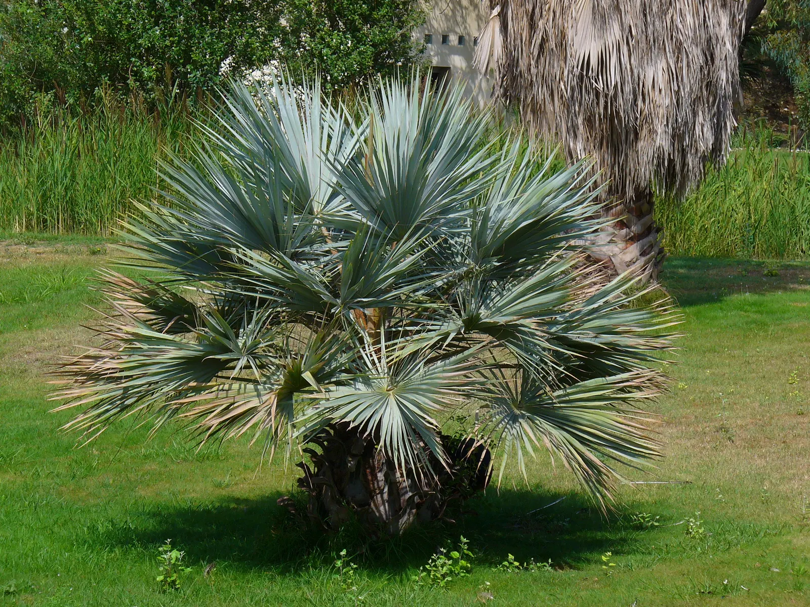 Mexican Blue Palm (Brahea Armata) — The palm's most distinctive feature is its silvery-blue; scientifically known as Brahea armata, image 57
