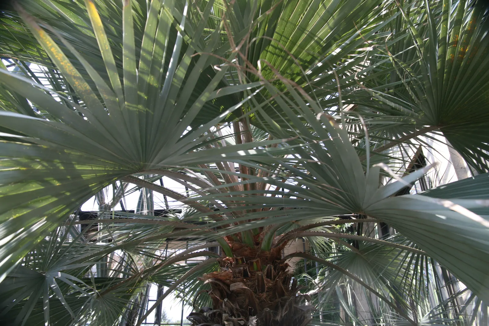 Mexican Blue Palm (Brahea Armata) — Brahea armata can reach heights of up to 40 feet when fully mature; columnar trunk that can reach a diameter of 1.5 to 2