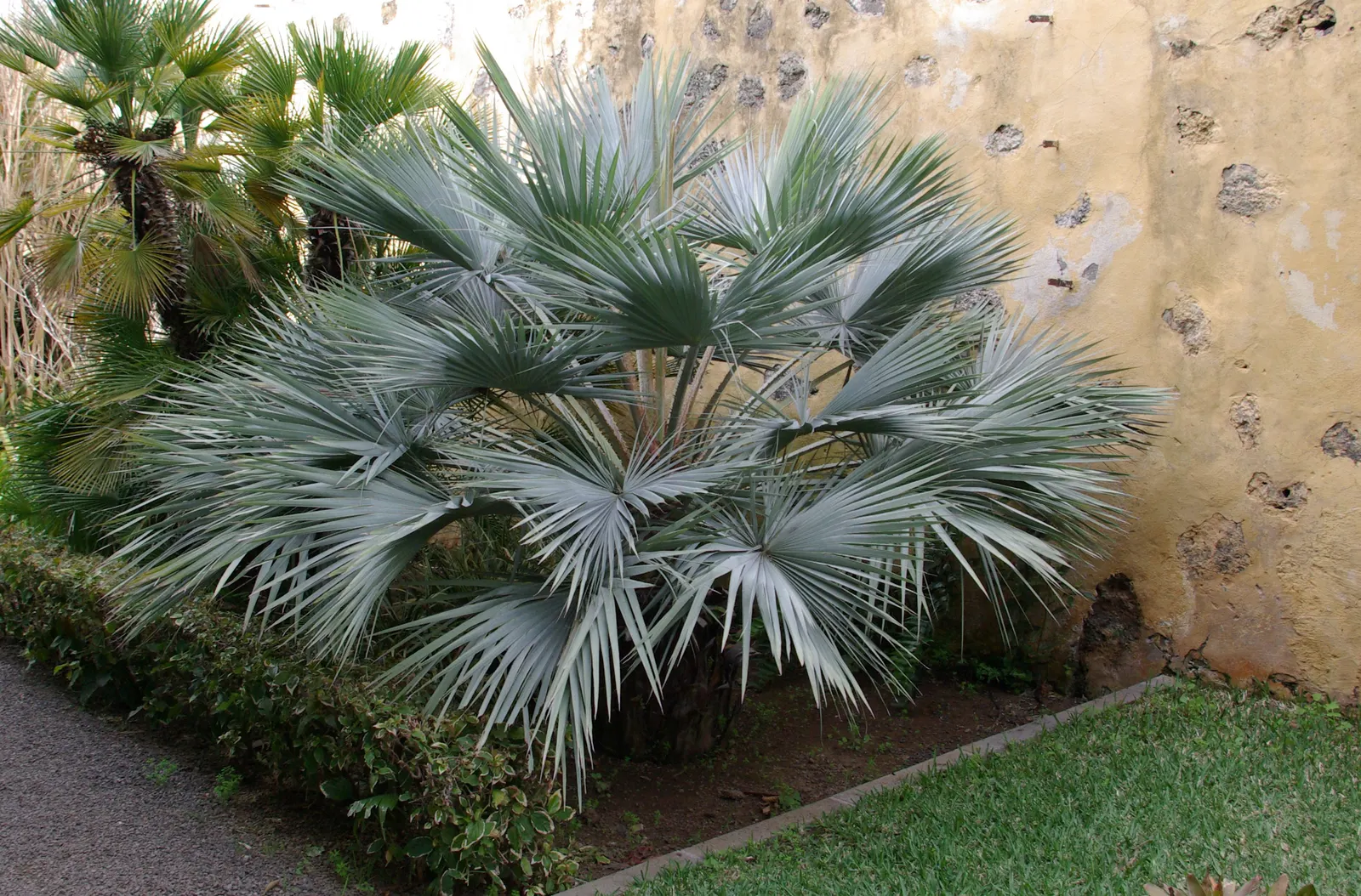 Mexican Blue Palm (Brahea Armata) — Brahea armata can reach heights of up to 40 feet when fully mature; columnar trunk that can reach a diameter of, image 55