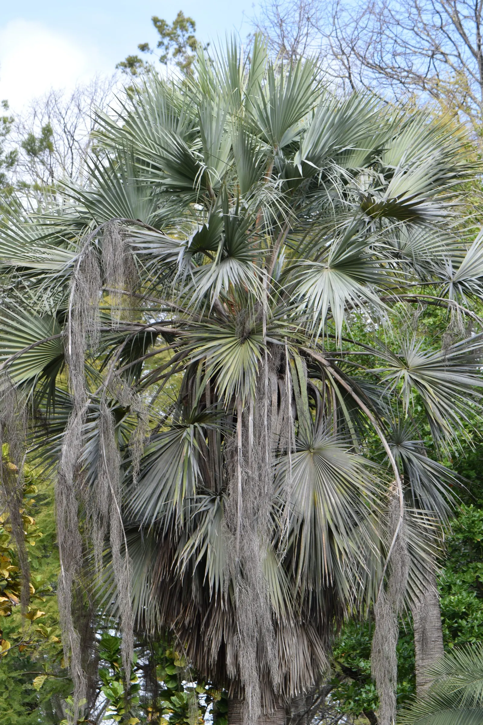 Mexican Blue Palm (Brahea Armata) — white flowers in the garden; is a striking and robust species that adds an exotic touch to any landscape