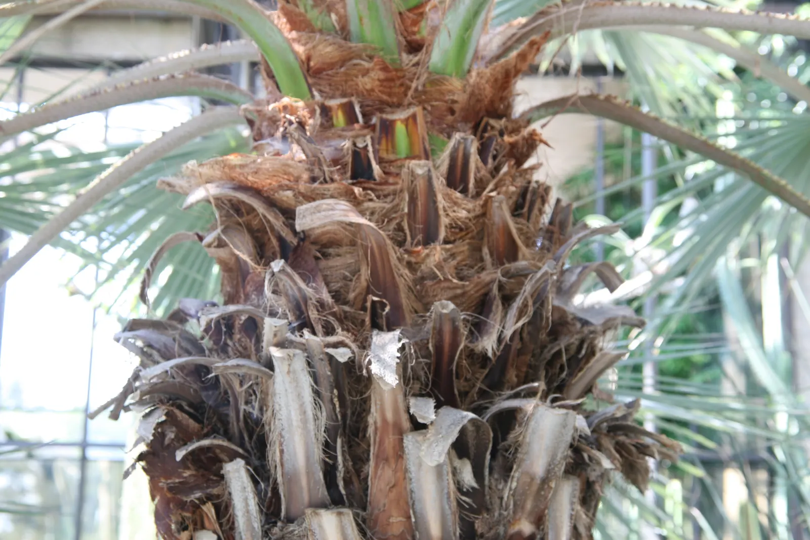 Mexican Blue Palm (Brahea Armata) — the Mexican Blue Palm is known for its hardiness; with a crown spread of 15 to 20 feet, image 61