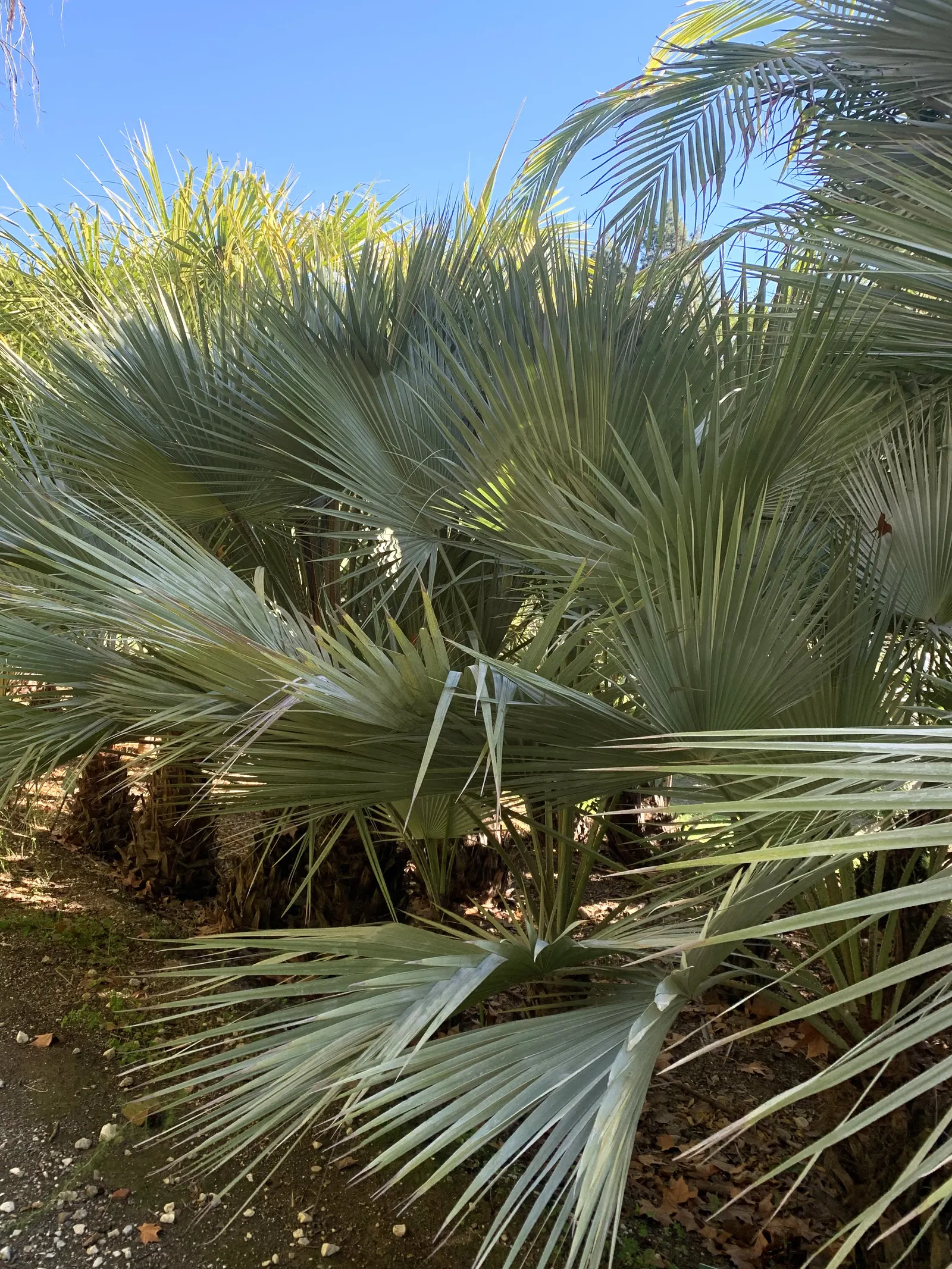 Mexican Blue Palm (Brahea Armata) — Brahea armata can reach heights of up to 40 feet when fully mature